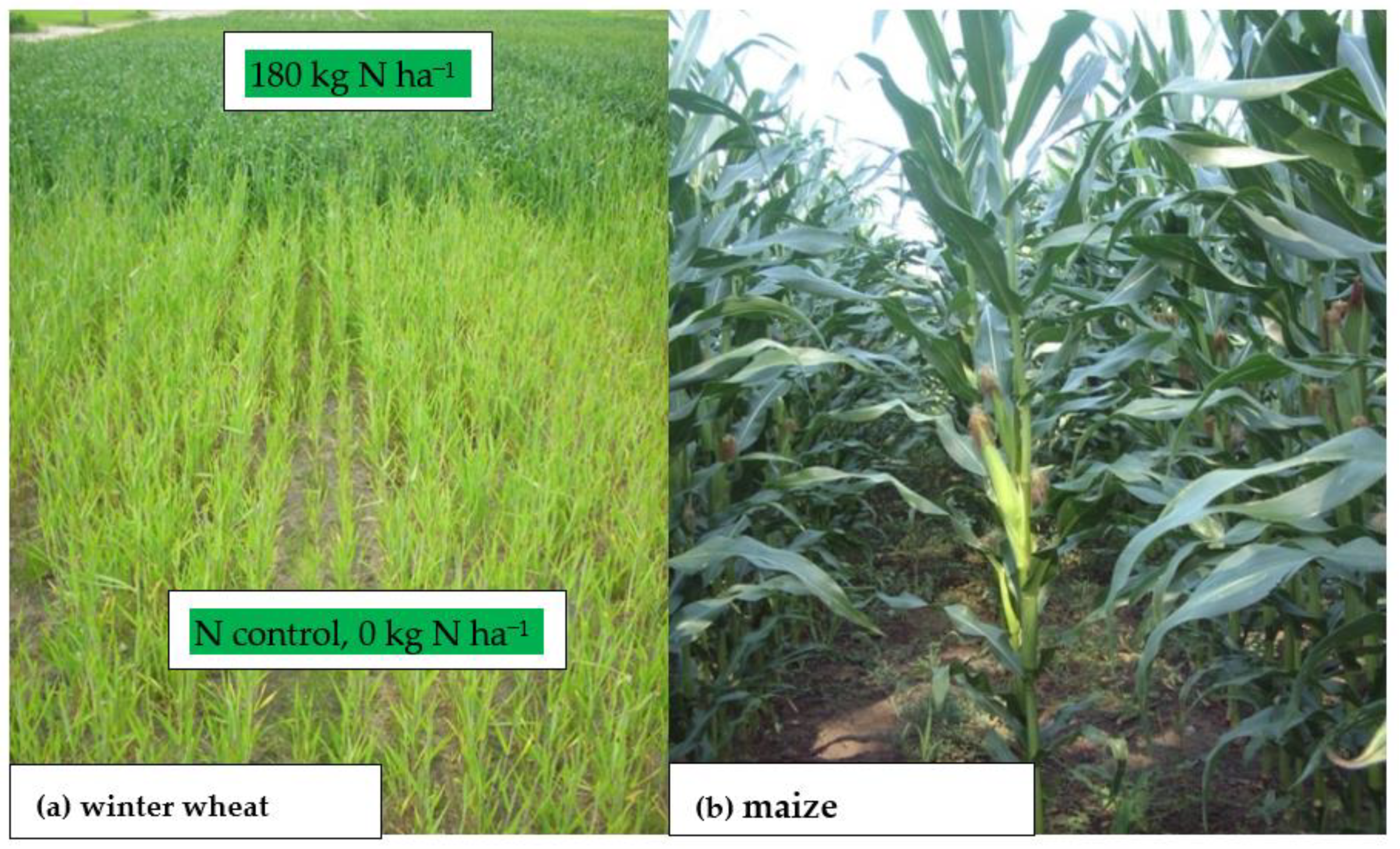 30 Years of Experiments Predict Future for Major Crops- Crop Biotech Update  (November 11, 2020)