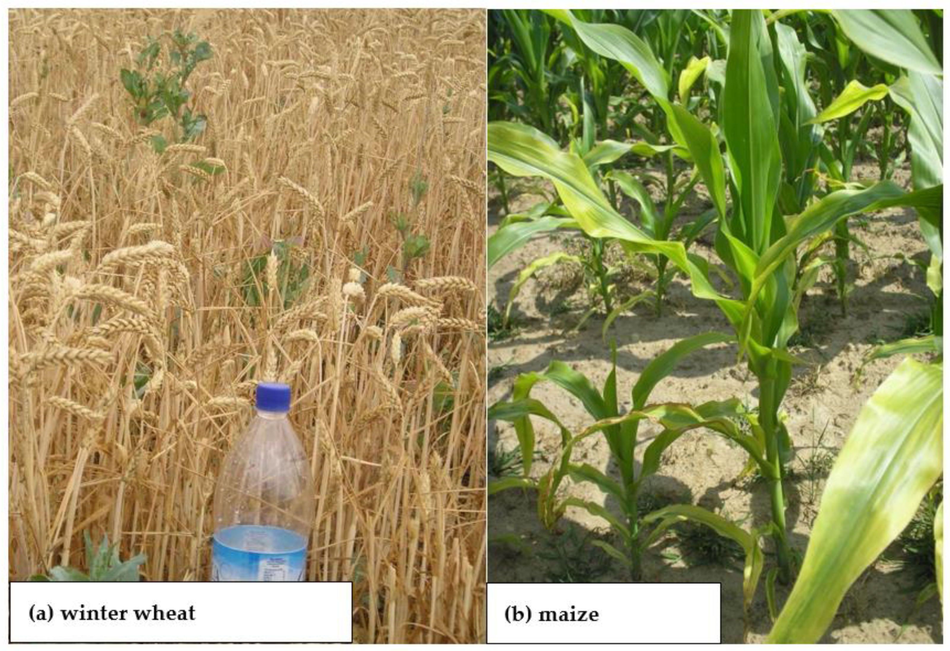 Plants 11 02841 g004 Plants 11 02841 g004