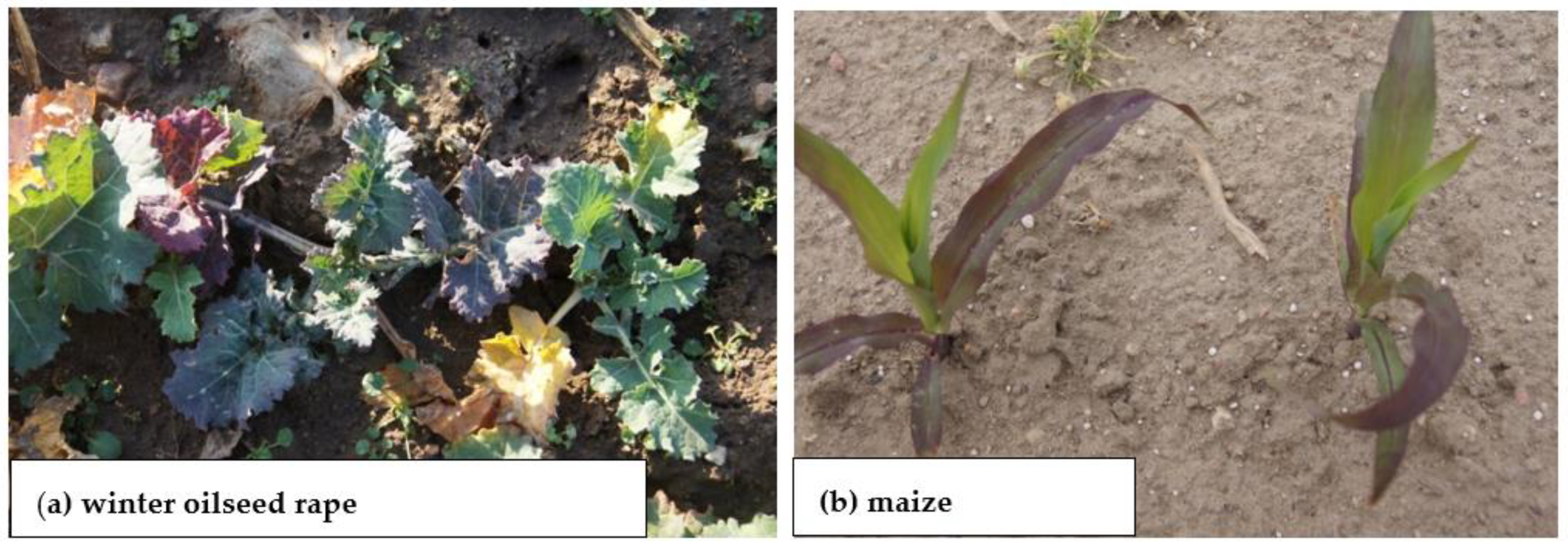 Plants 11 02841 g006 Plants 11 02841 g006