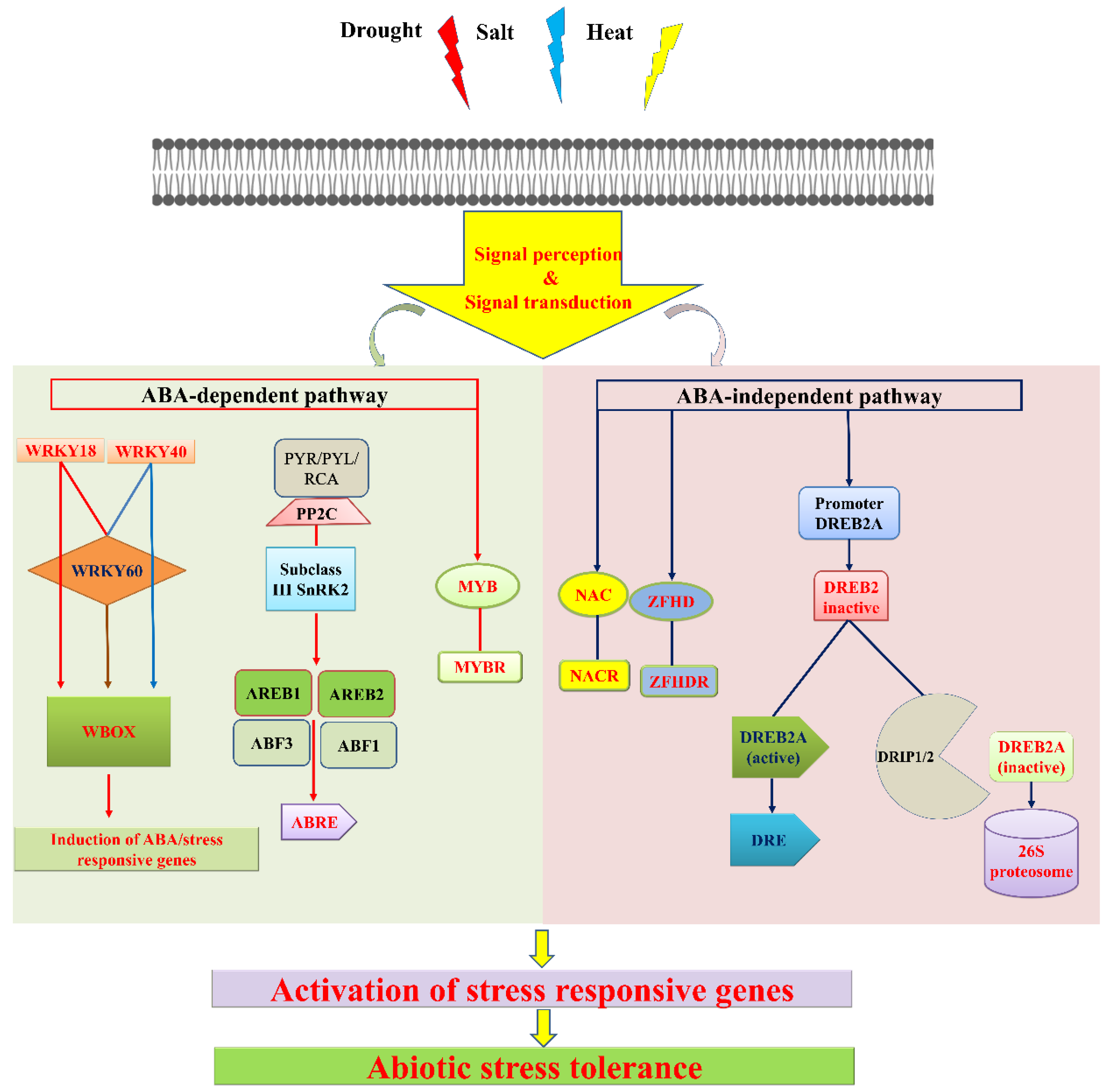 Plants 11 02852 g004