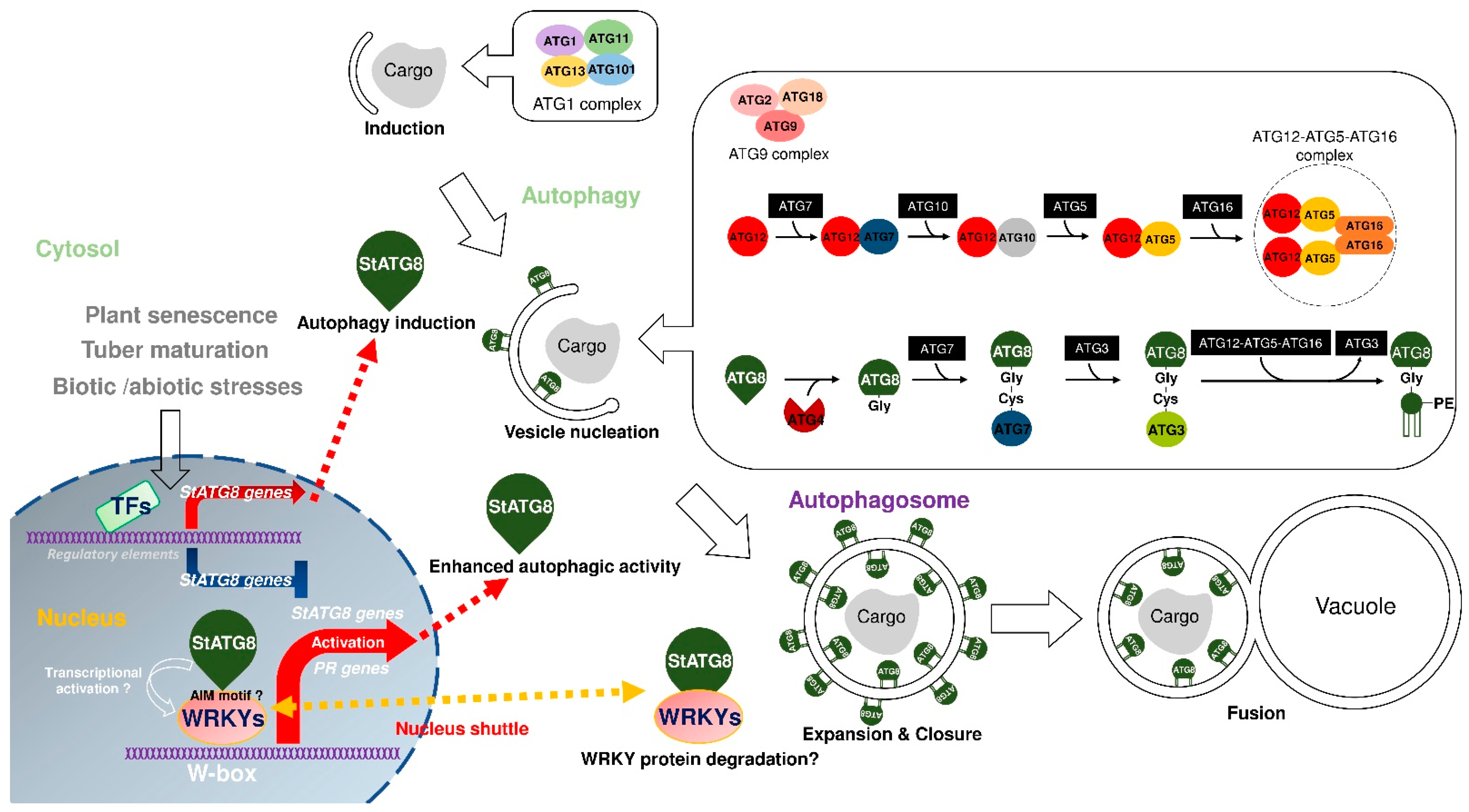 Plants 11 02858 g007