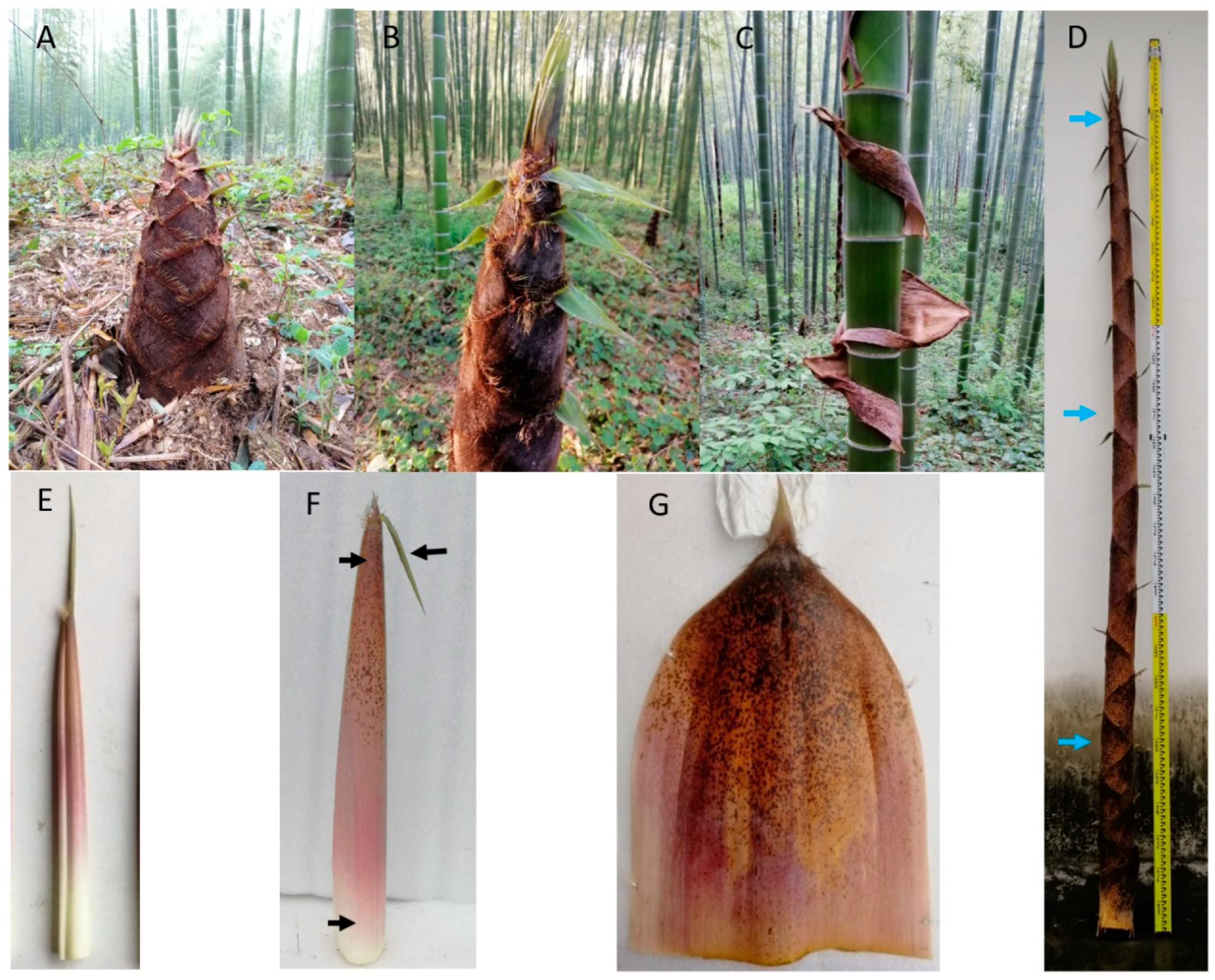 Plants Free Full-Text Photosynthesis, Phytohormone Signaling and Sugar Catabolism in the Culm Sheaths of Phyllostachys edulis hq image