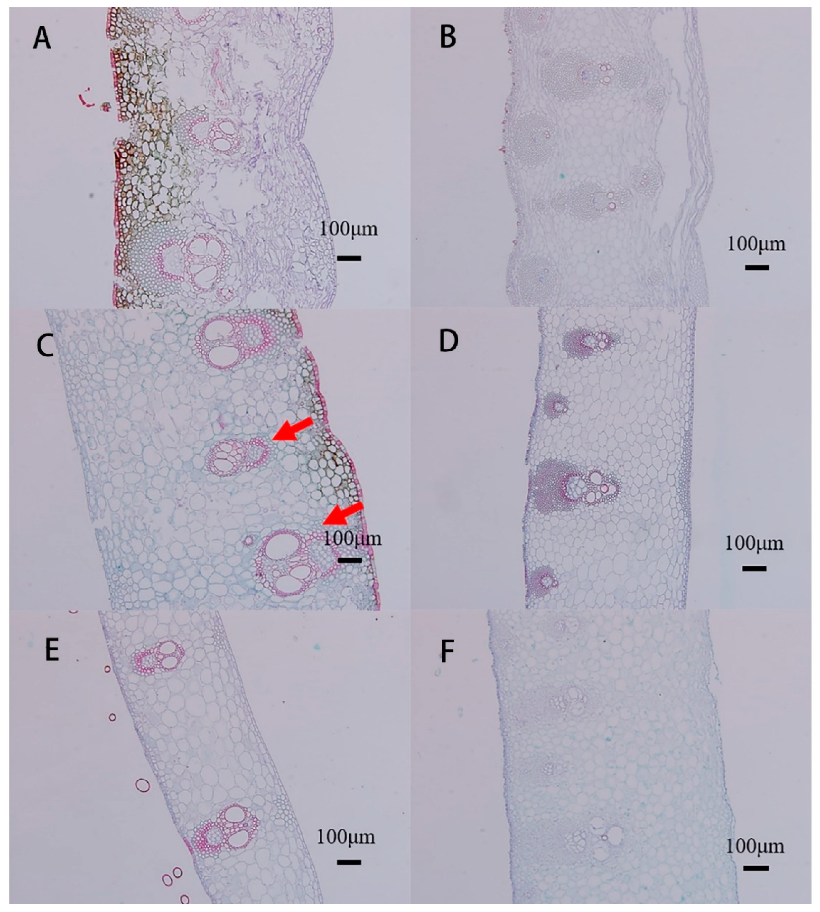 Plants 11 02866 g004