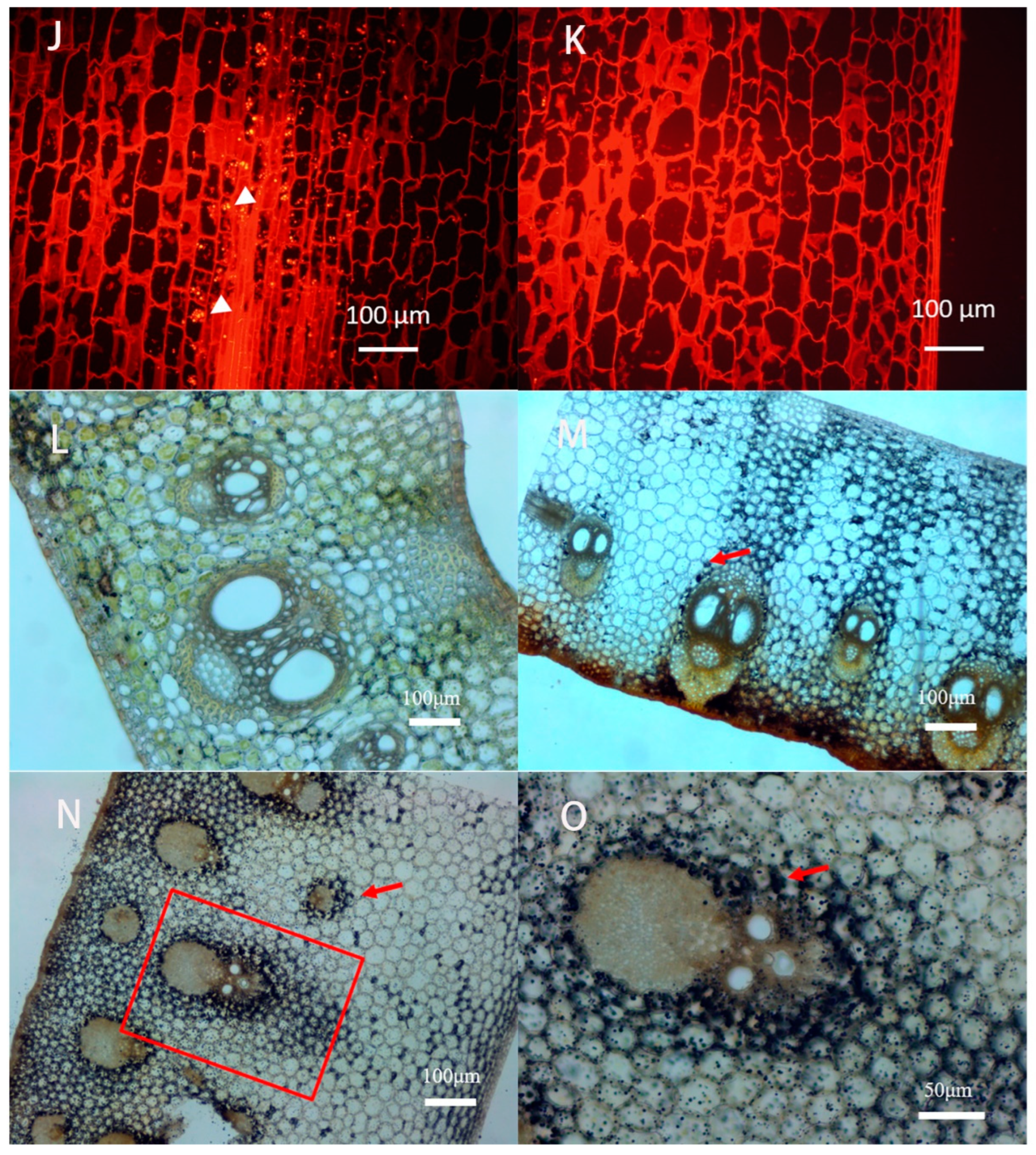 Plants 11 02866 g005b