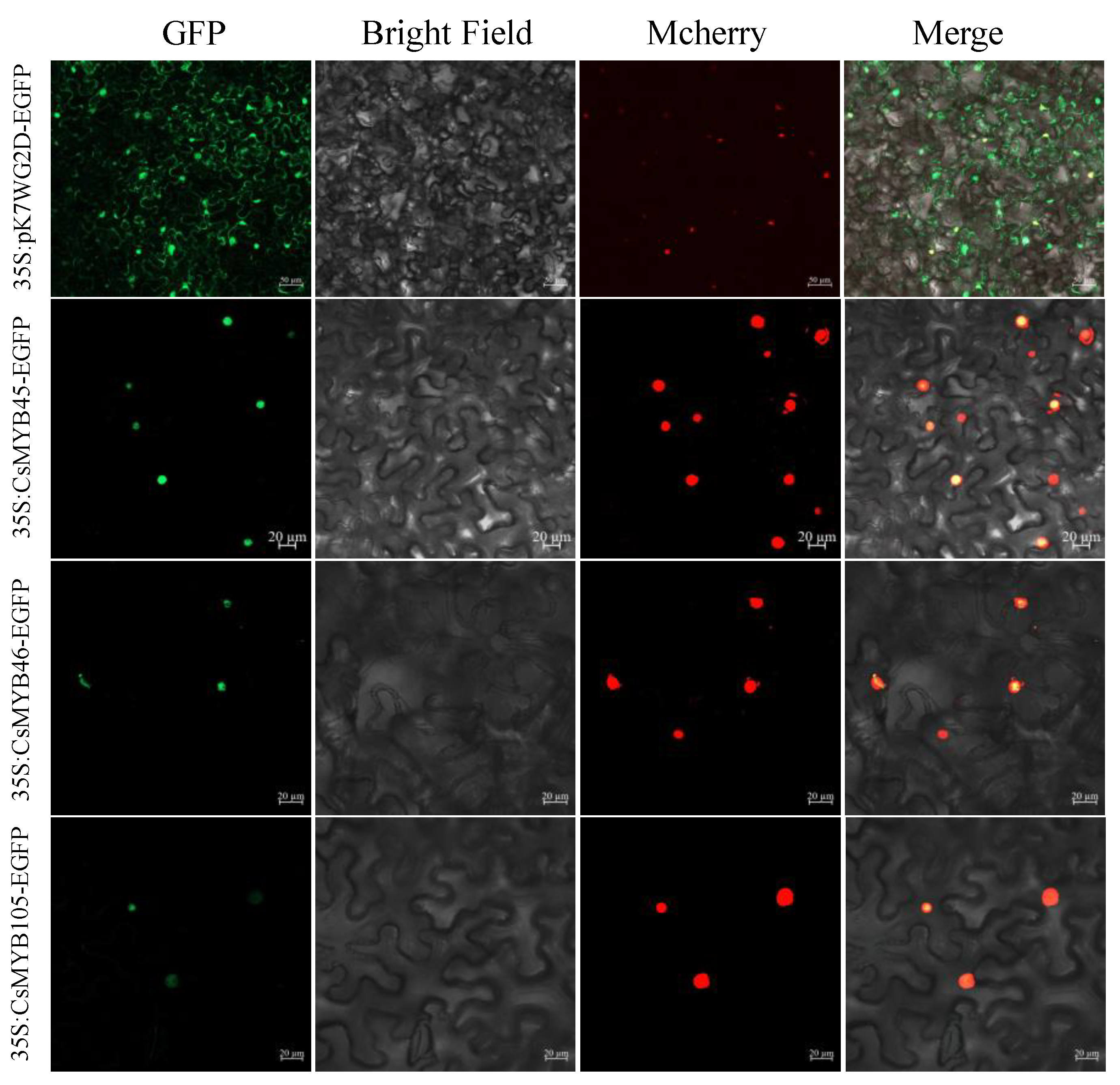 Plants 11 02869 g003