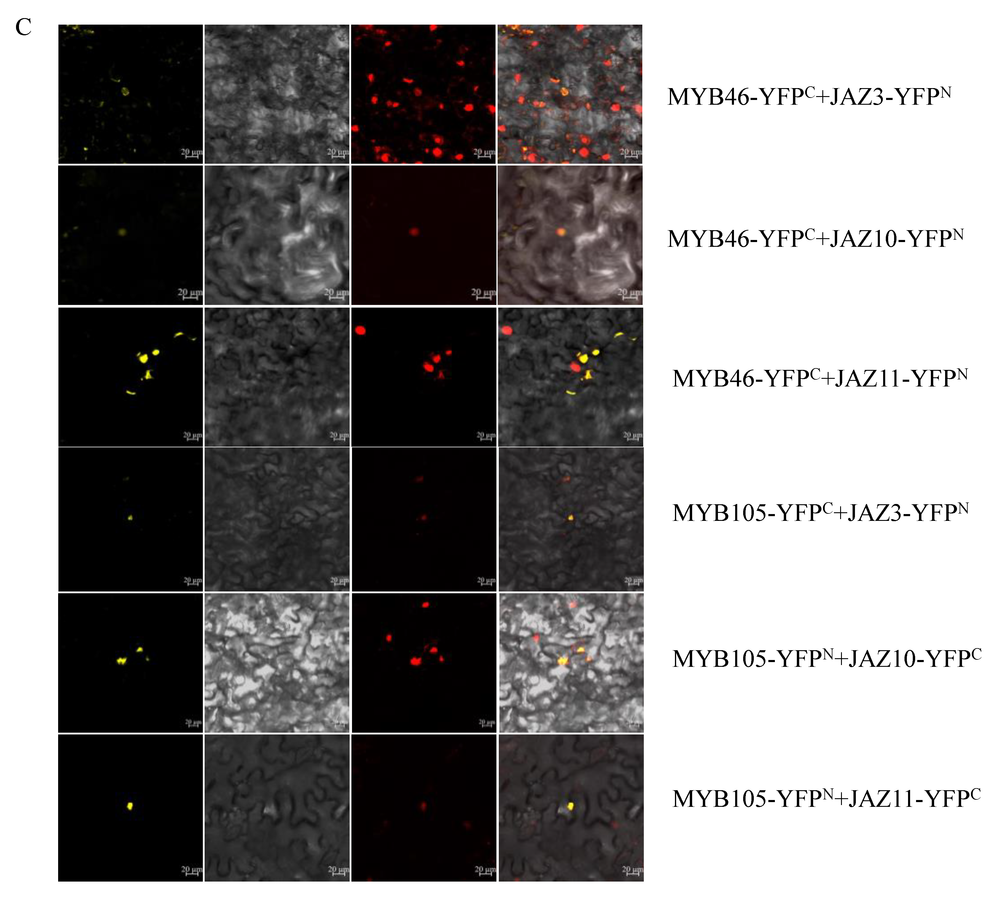 Plants 11 02869 g006b