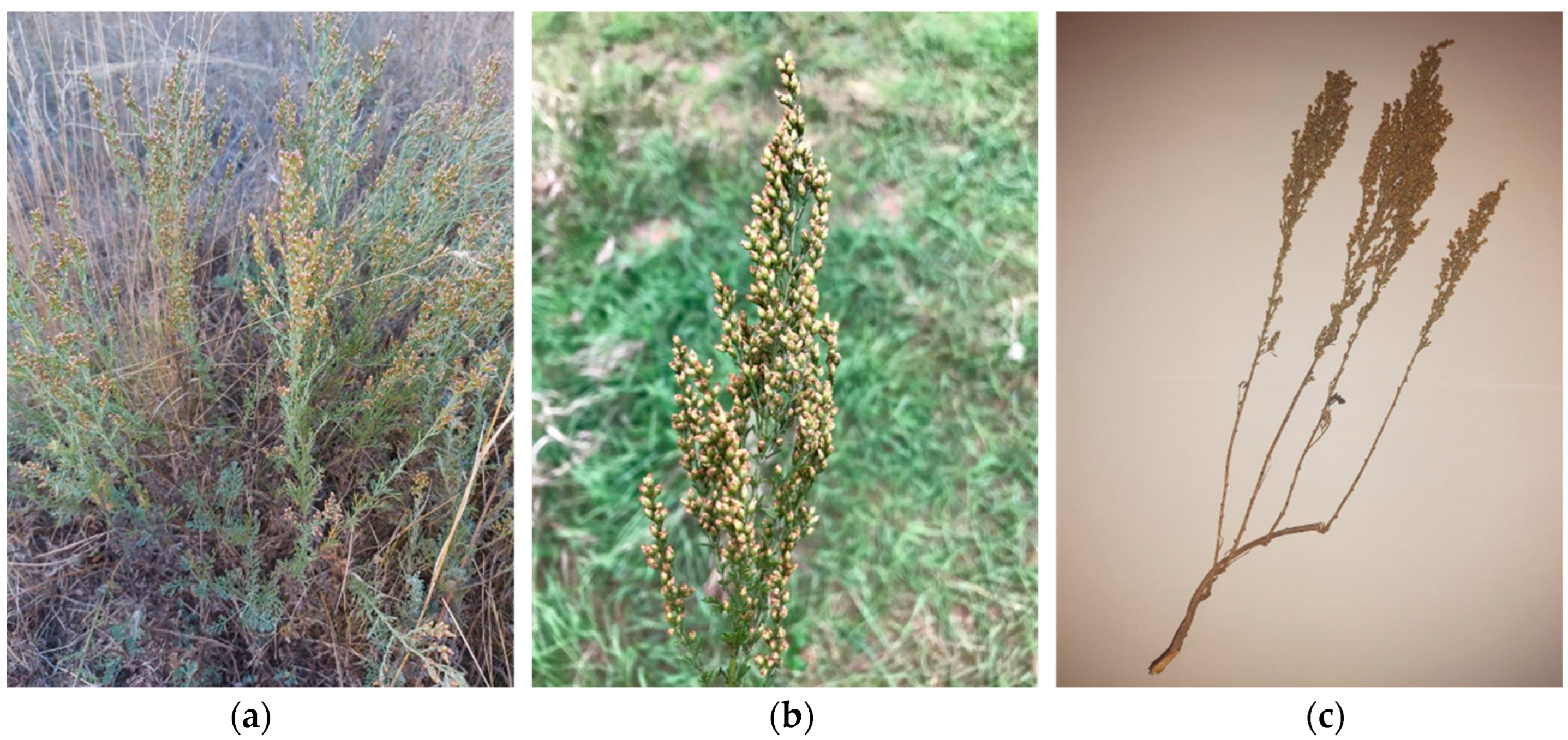 Plants 11 02874 g001 Plants 11 02874 g001