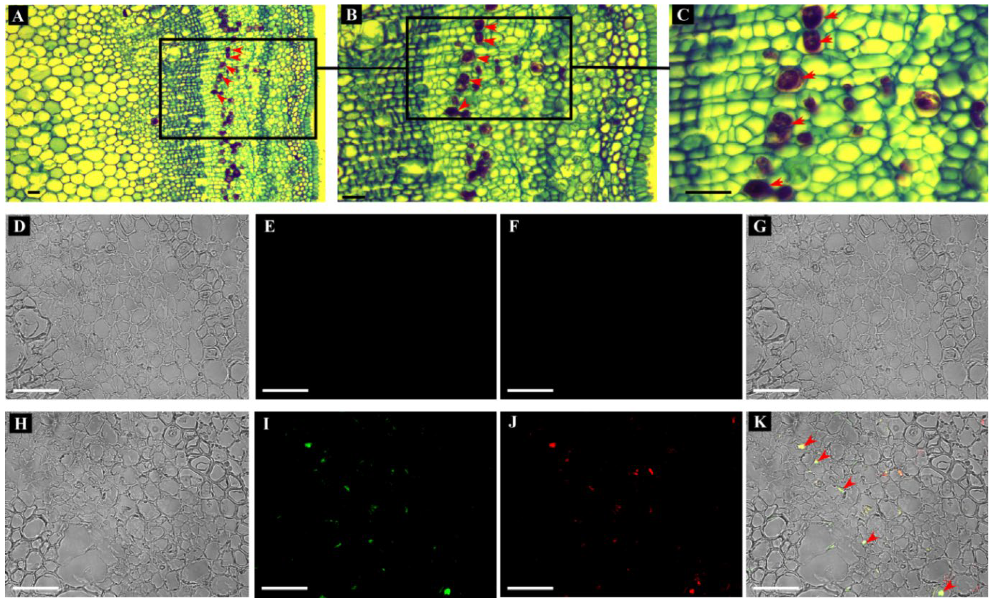Plants 11 02879 g003 Plants 11 02879 g003