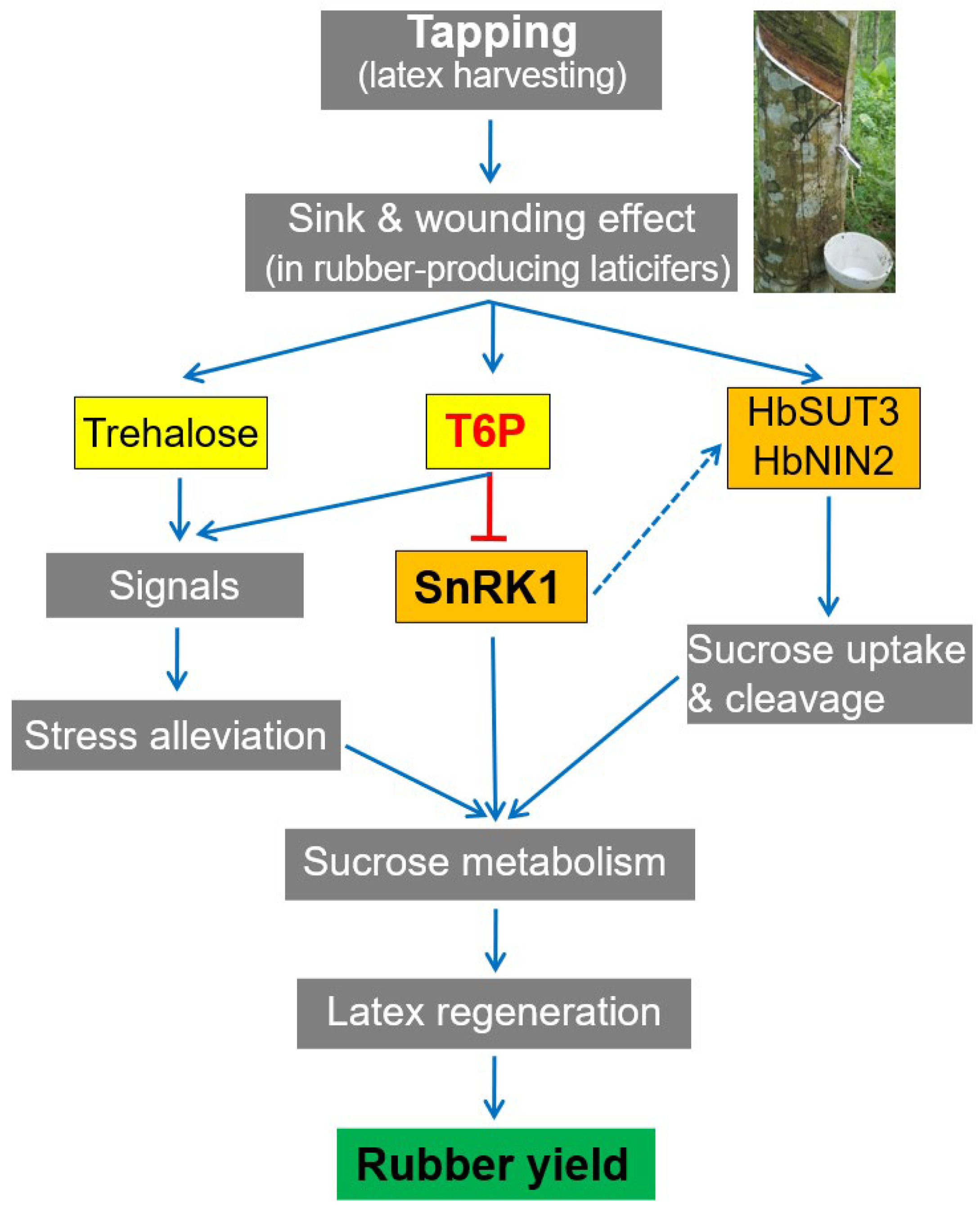 Plants 11 02879 g007 Plants 11 02879 g007