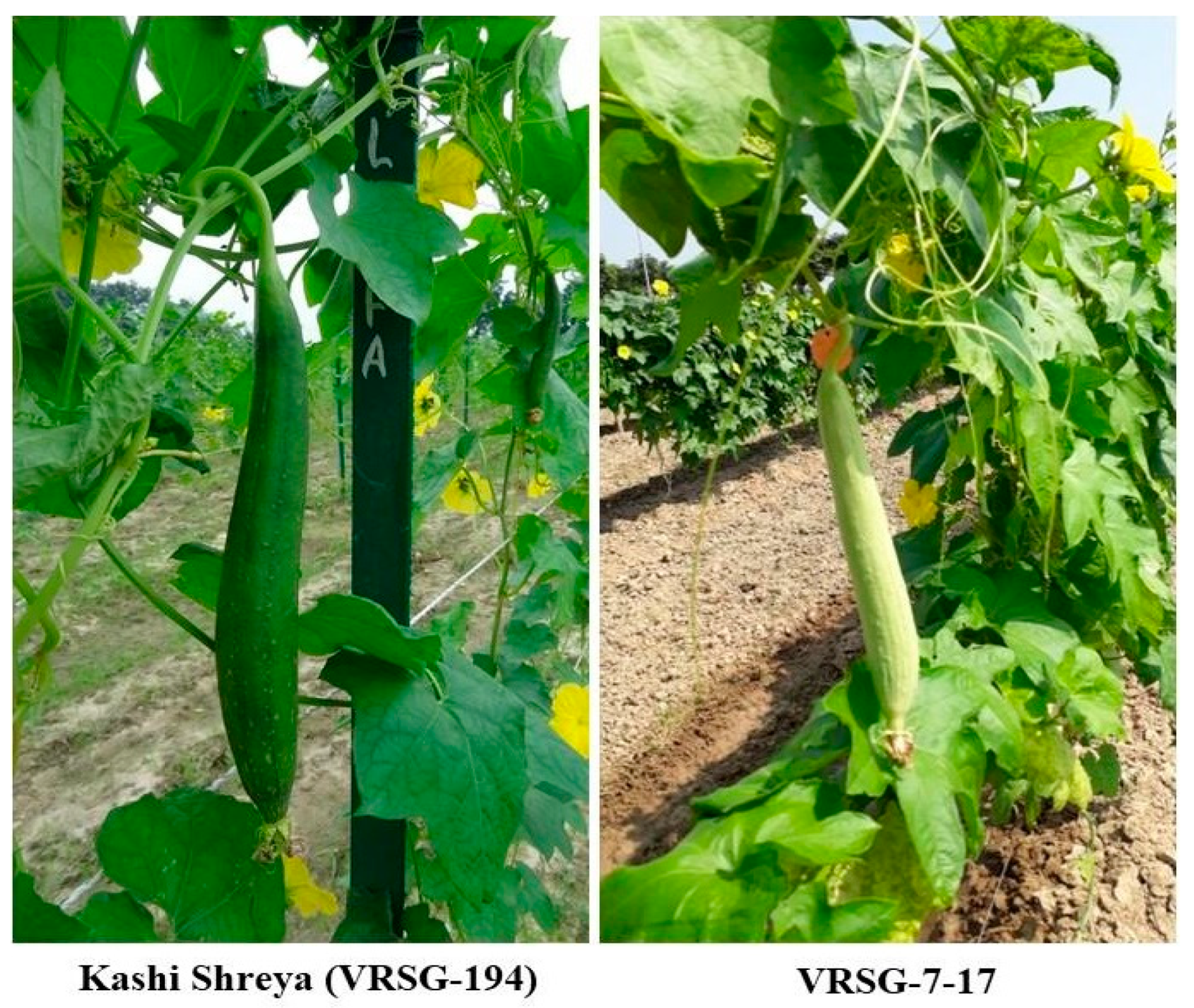 Plants 11 02881 g001 Plants 11 02881 g001