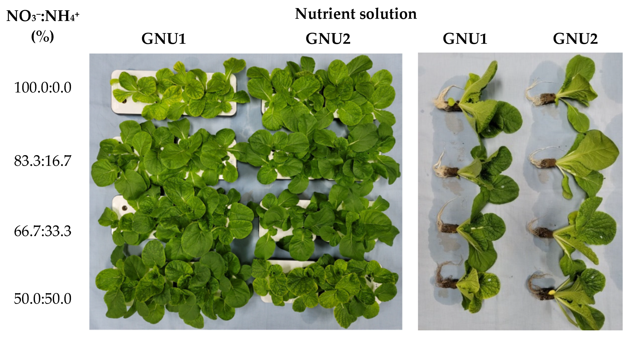 Plants 11 02882 g007