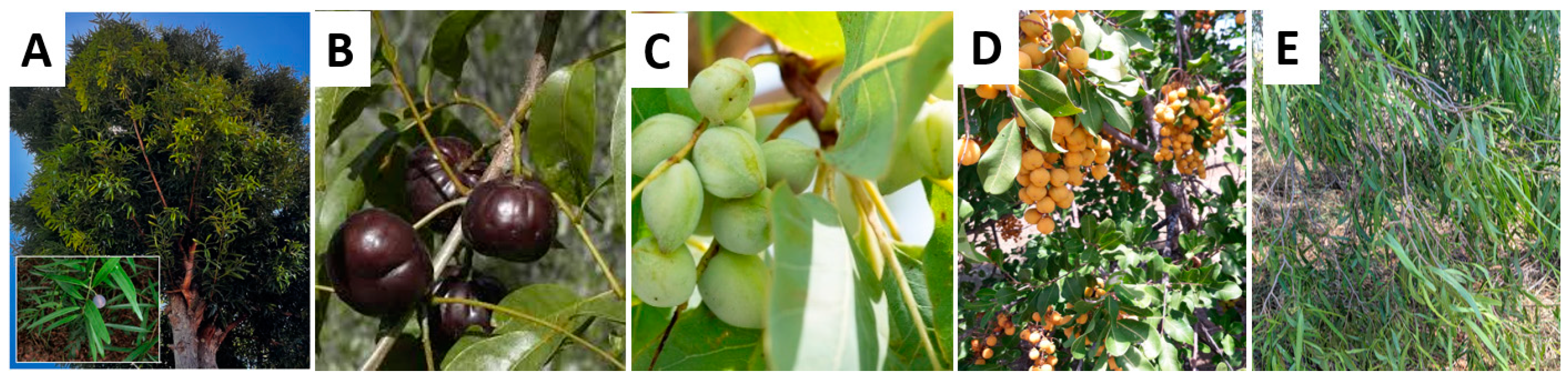 Plants 11 02886 g012