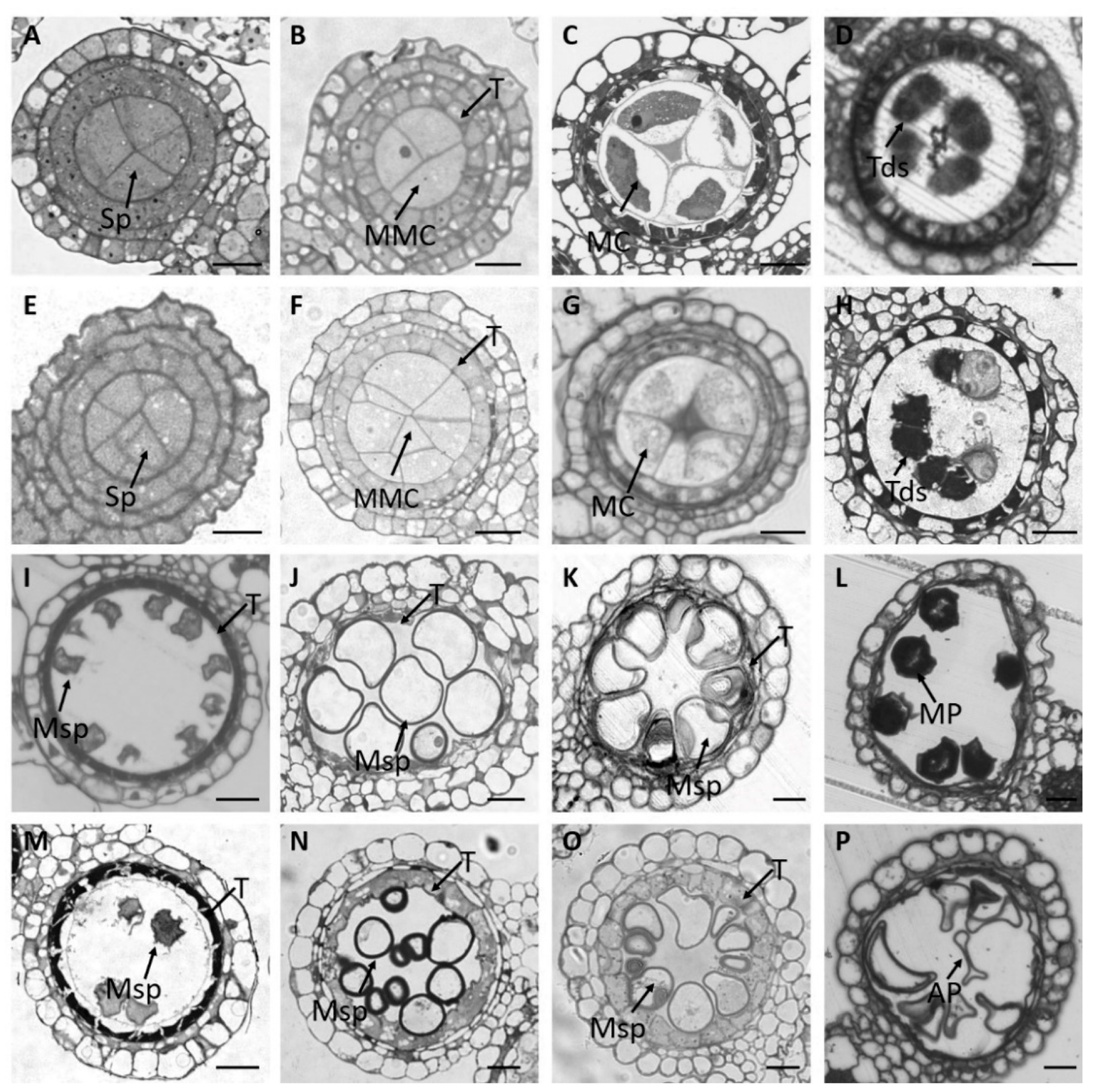 Plants 11 02899 g002