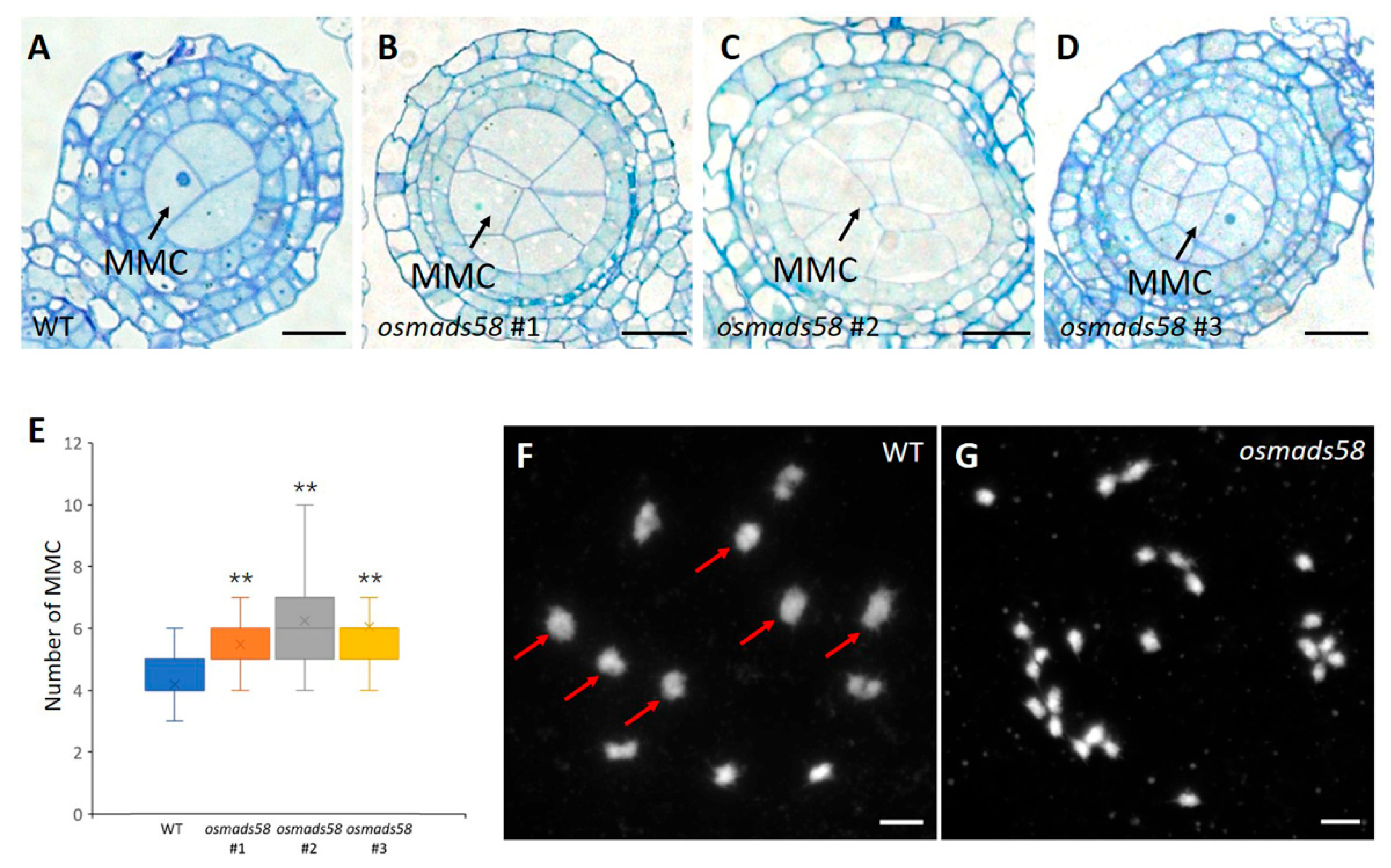 Plants 11 02899 g003