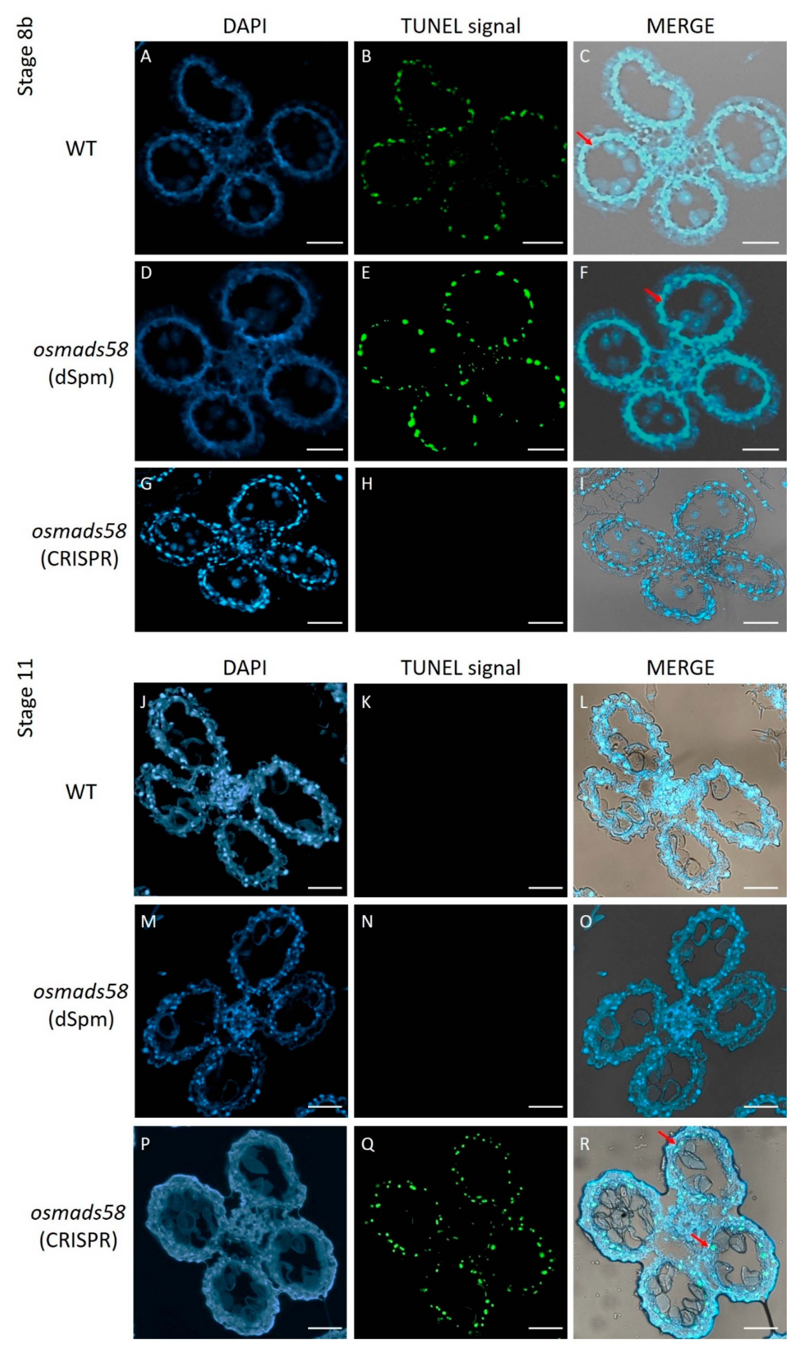 Plants 11 02899 g004