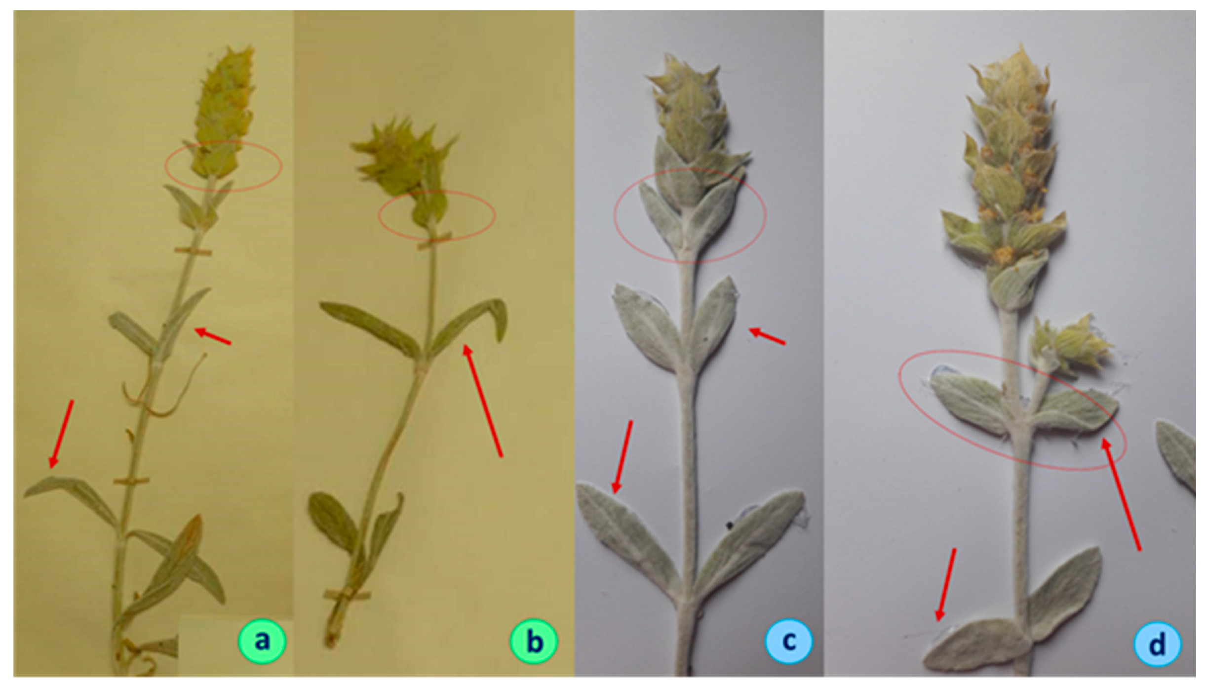 Plants 11 02900 g002 Plants 11 02900 g002