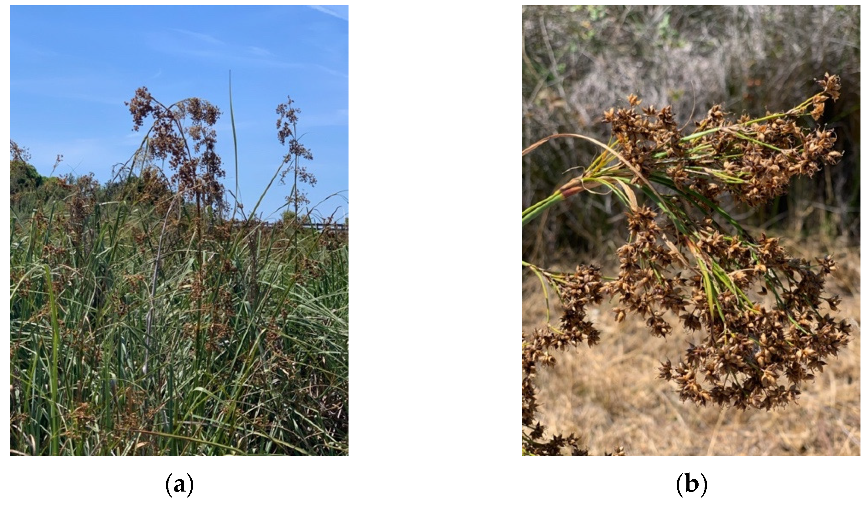 Plants 11 02910 g001 Plants 11 02910 g001