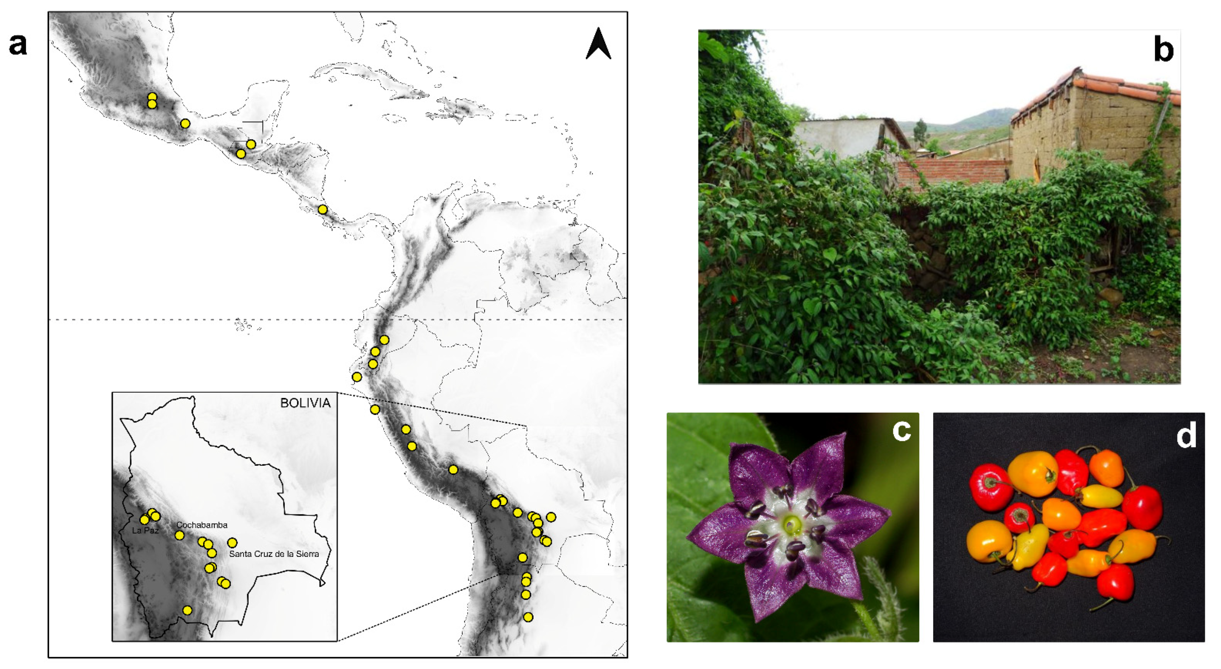 Plants 11 02911 g001