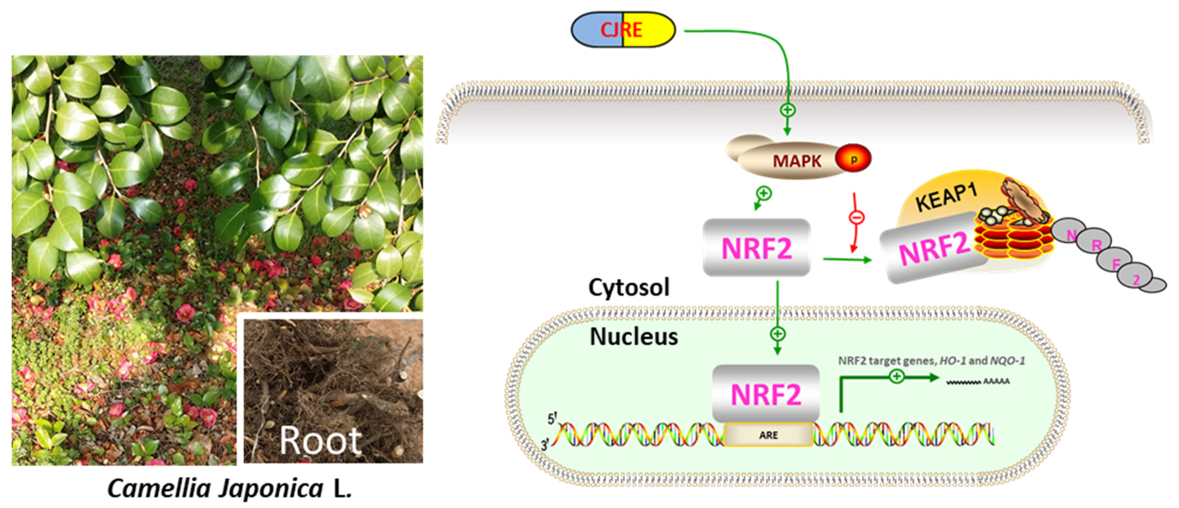 Plants 11 02914 g006