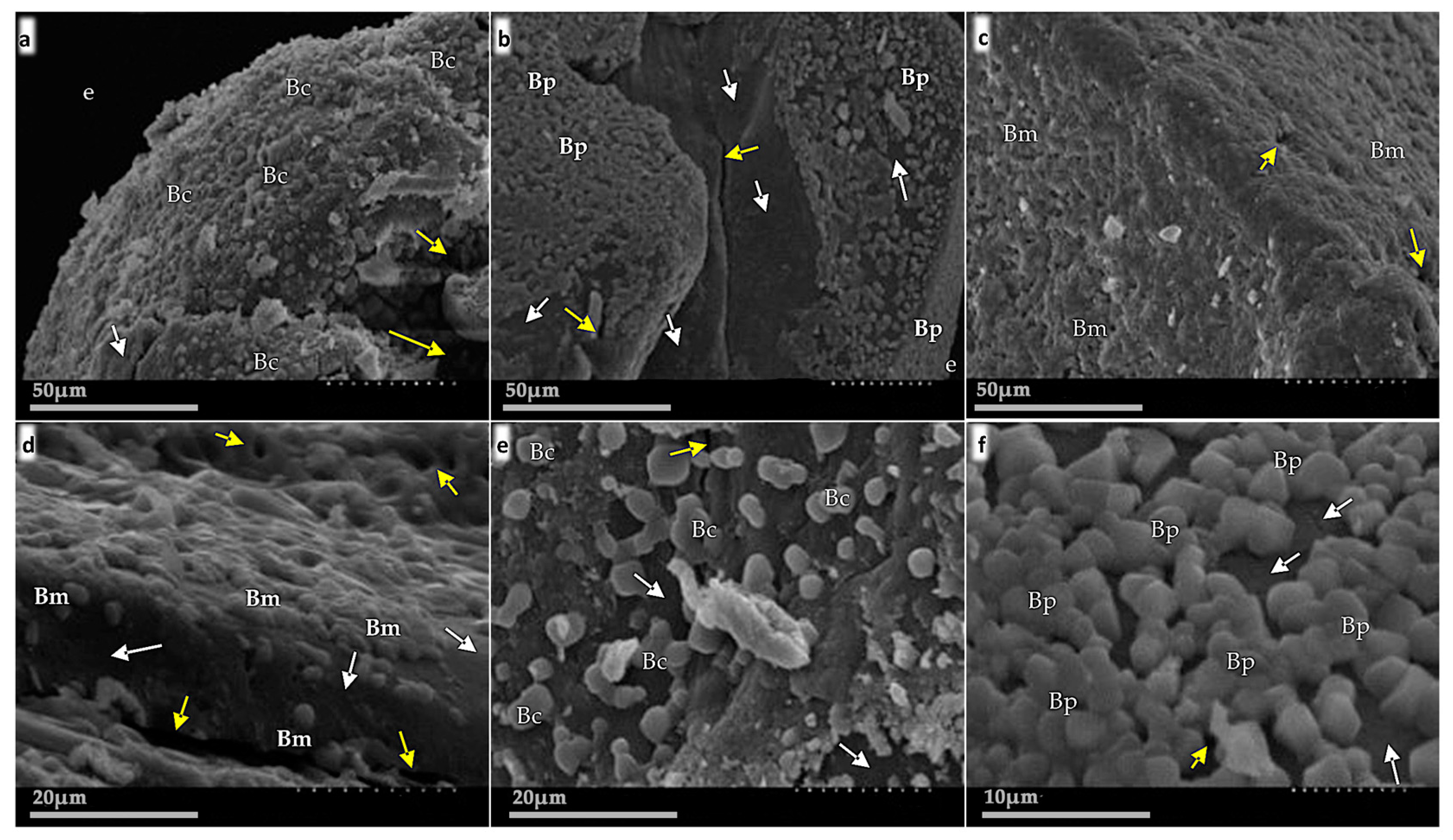 Plants 11 02920 g002