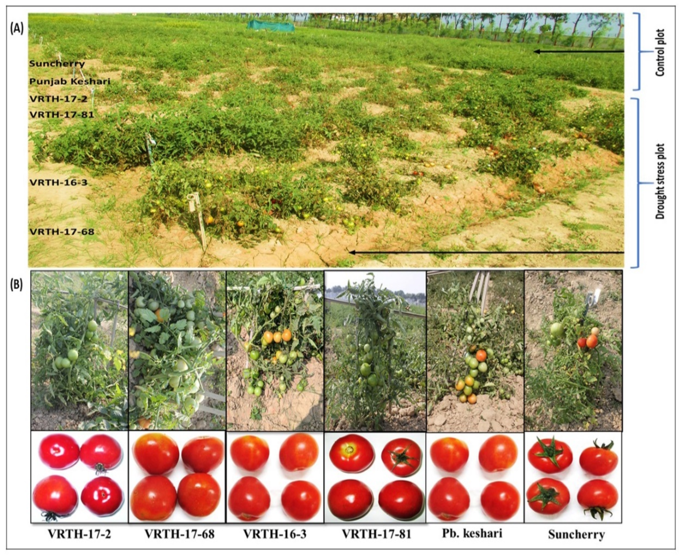 Plants 11 02930 g006