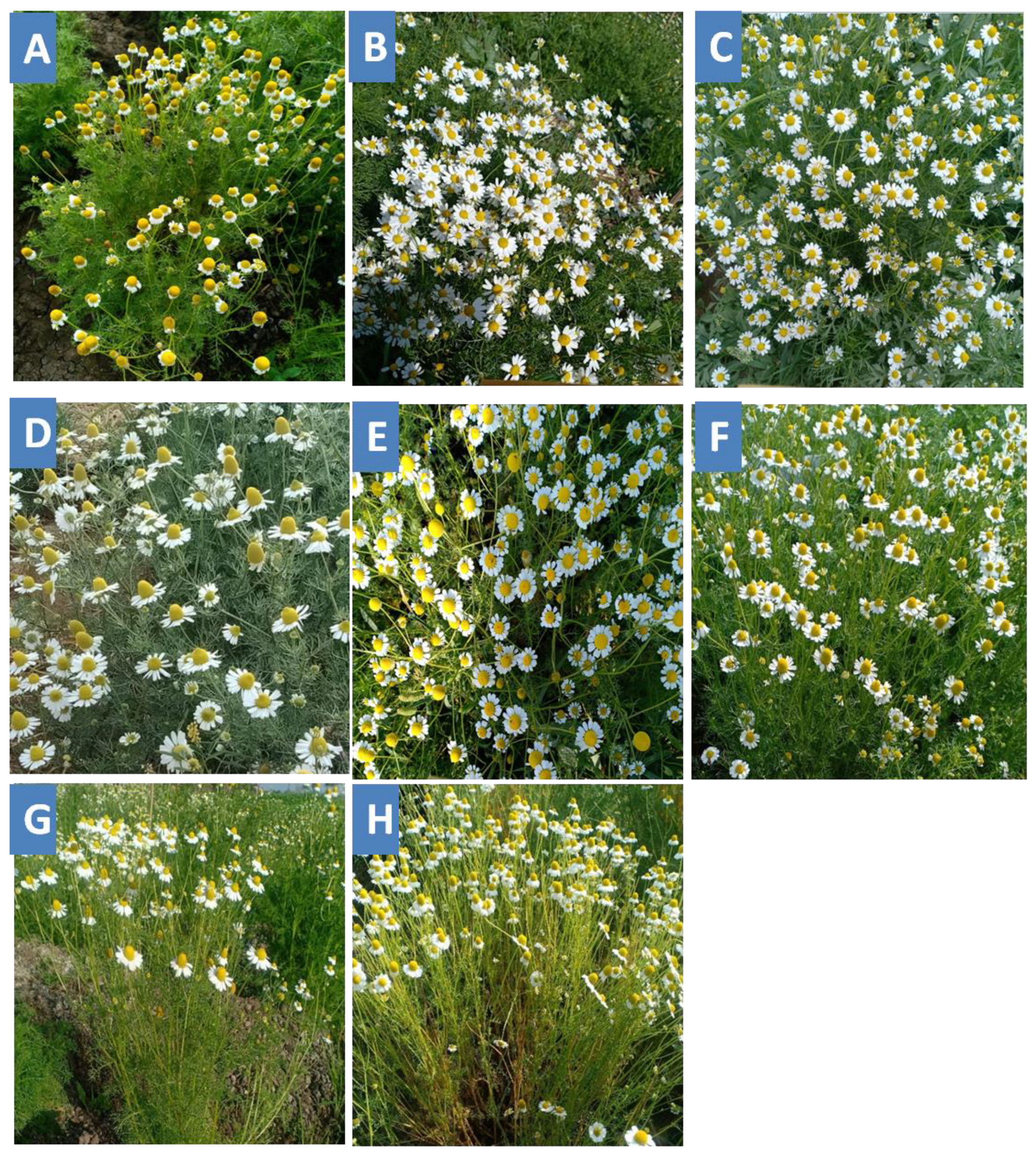 Plants 11 02940 g001 Plants 11 02940 g001