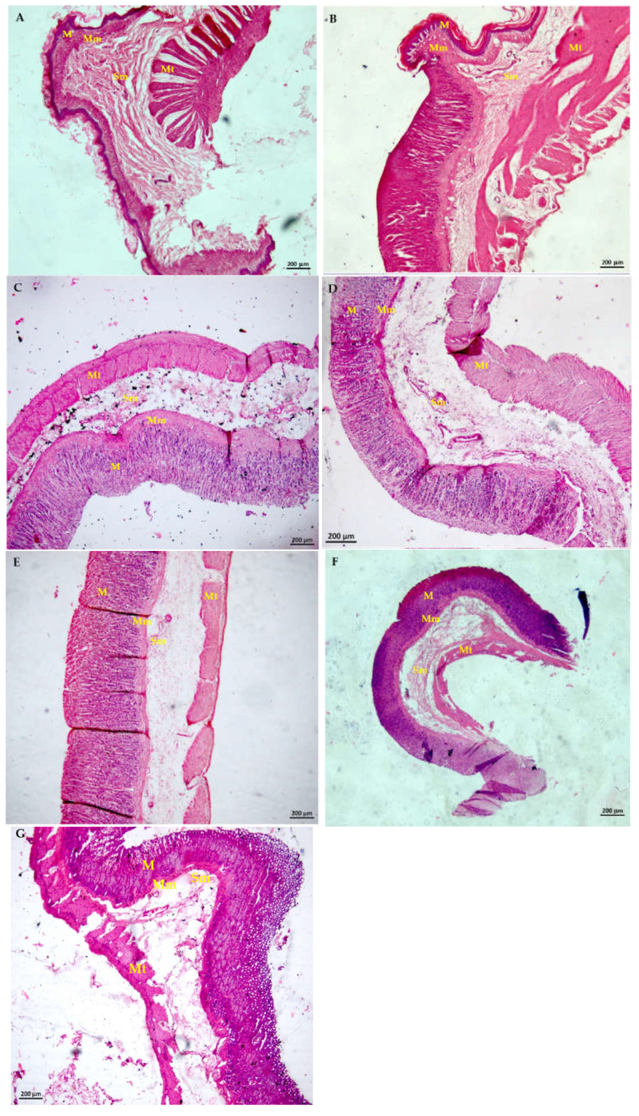 Plants 11 02951 g005 Plants 11 02951 g005