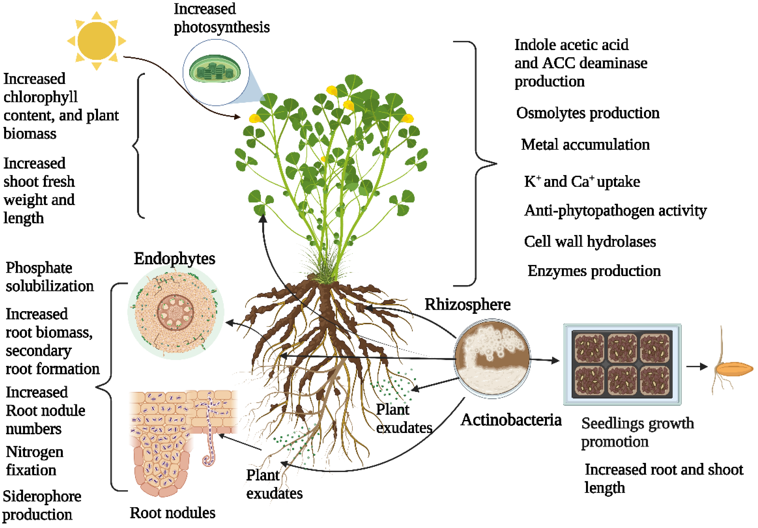 Actinobacteria–Plant Interactions in Alleviating Abiotic Stress