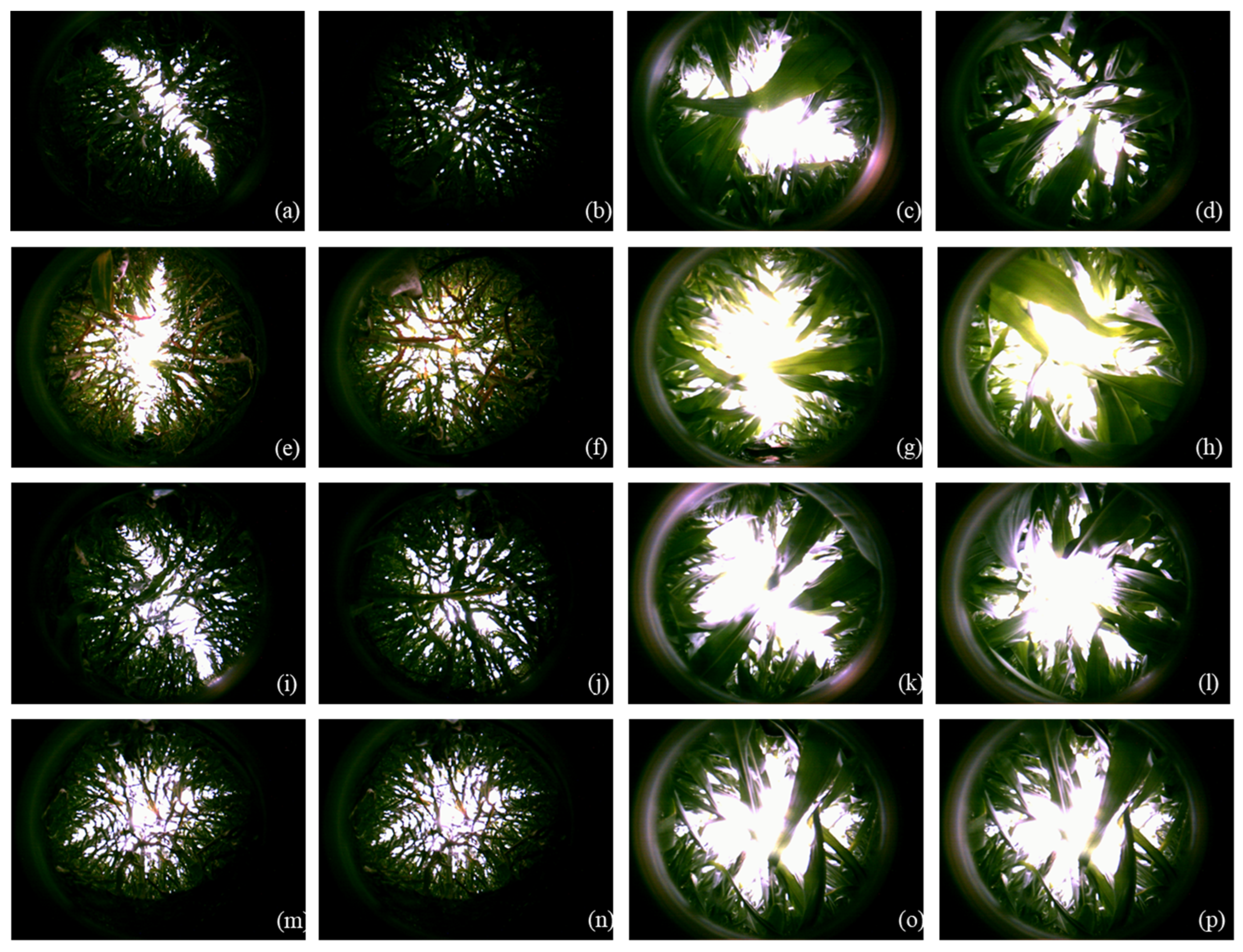 Plants 11 02985 g005