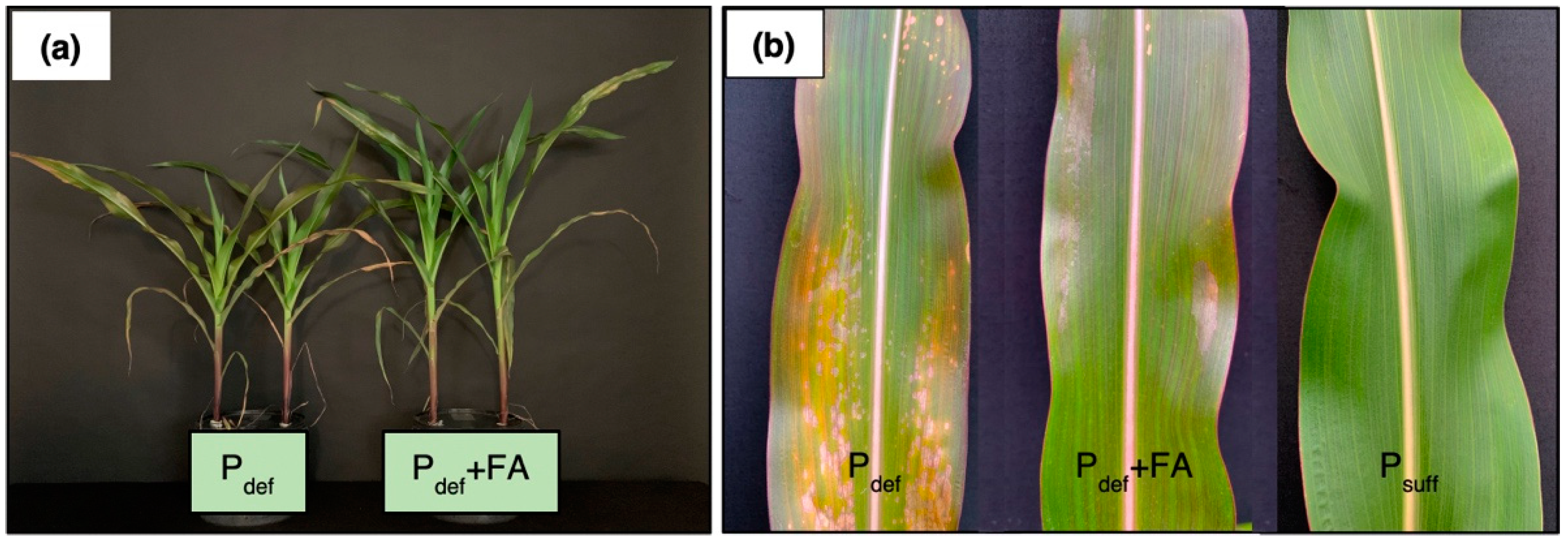 Plants 11 02986 g003 Plants 11 02986 g003