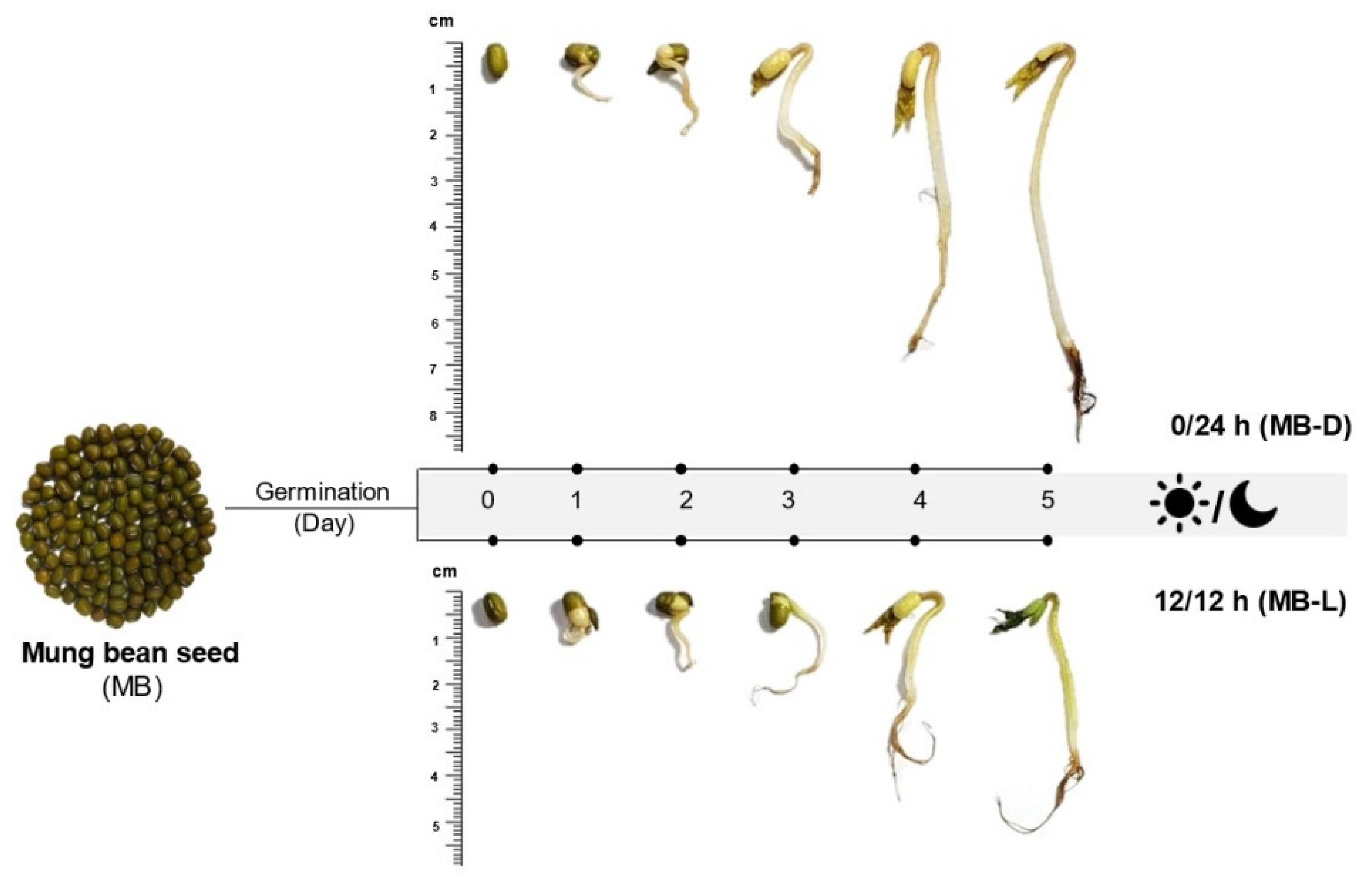 Bean Seed Germination Diagram