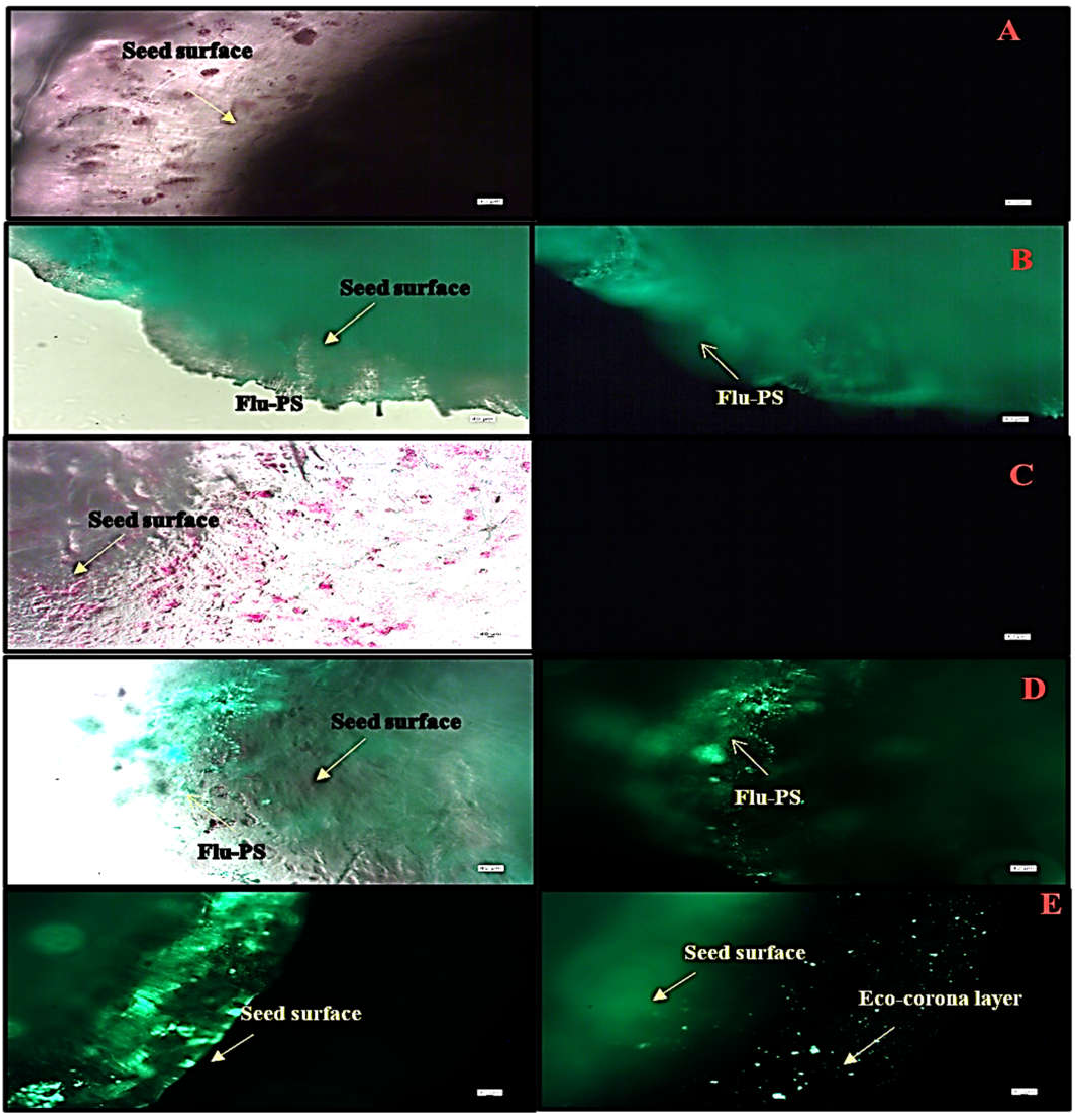 Plants Free FullText The Effect of Humic Acid and Polystyrene