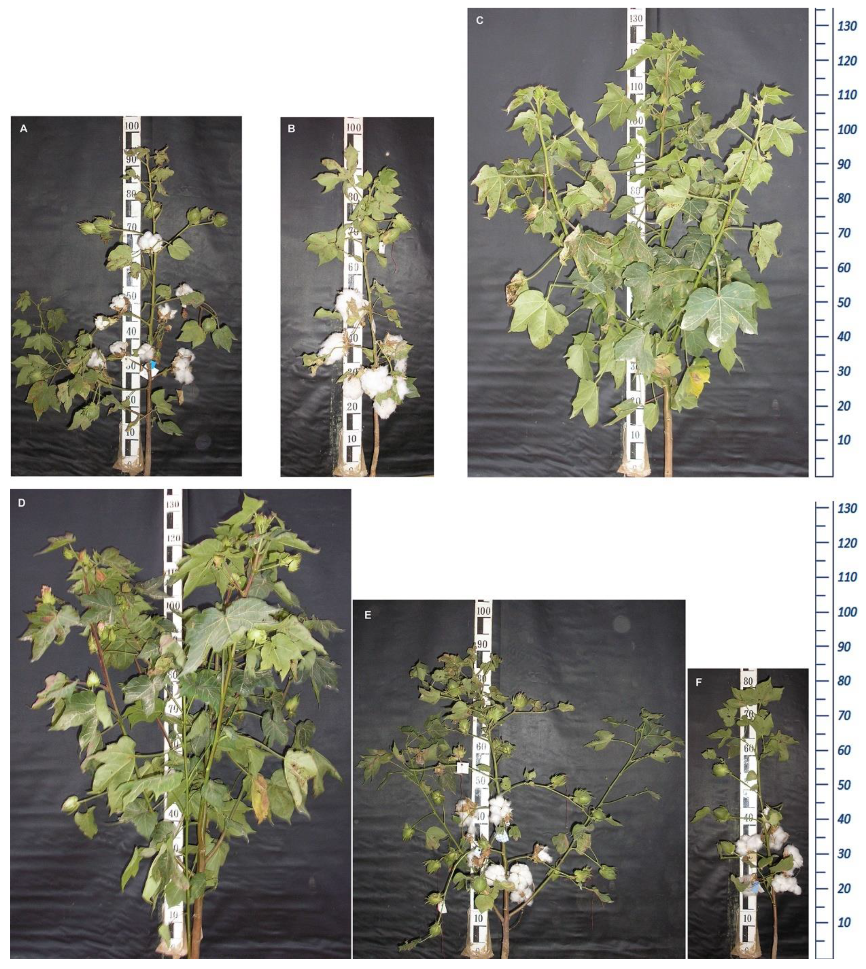 Plants 11 03012 g003 Plants 11 03012 g003