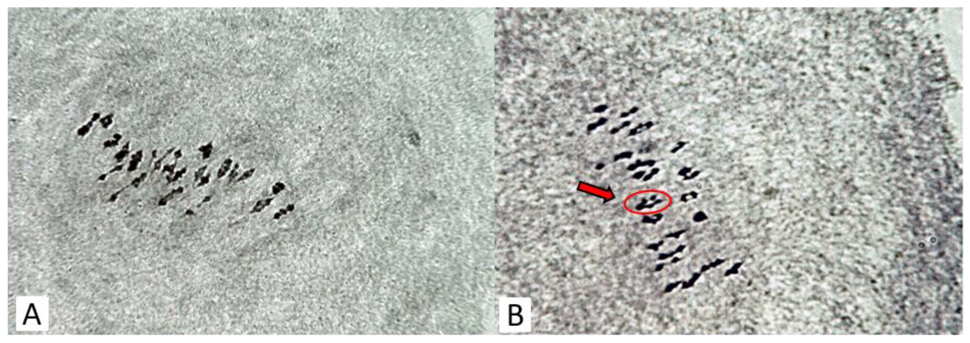 Plants 11 03012 g004 Plants 11 03012 g004