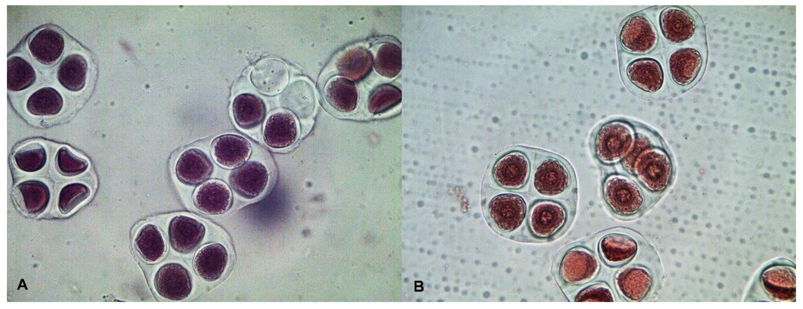 Plants 11 03012 g006 Plants 11 03012 g006