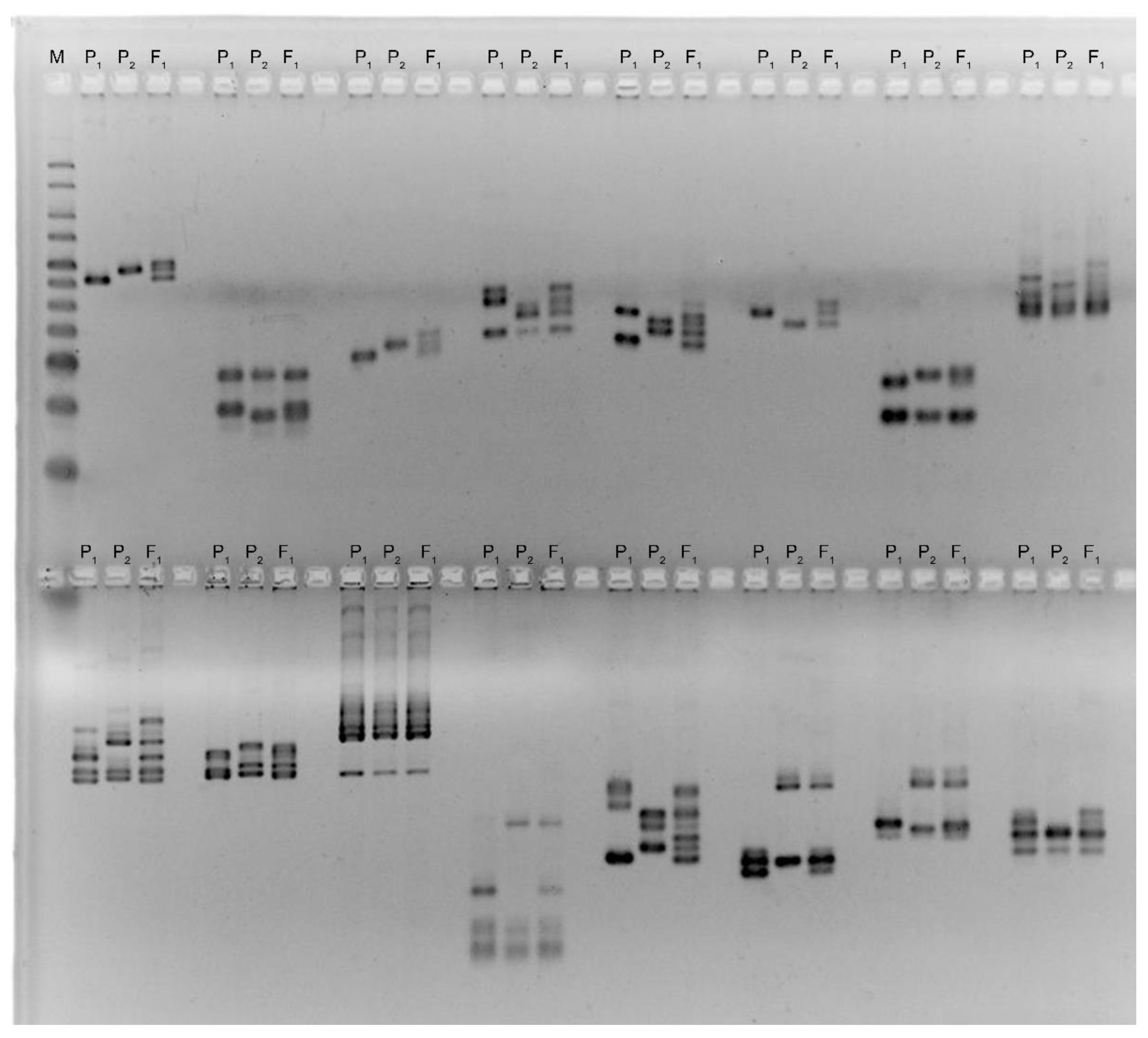 Plants 11 03012 g007 Plants 11 03012 g007