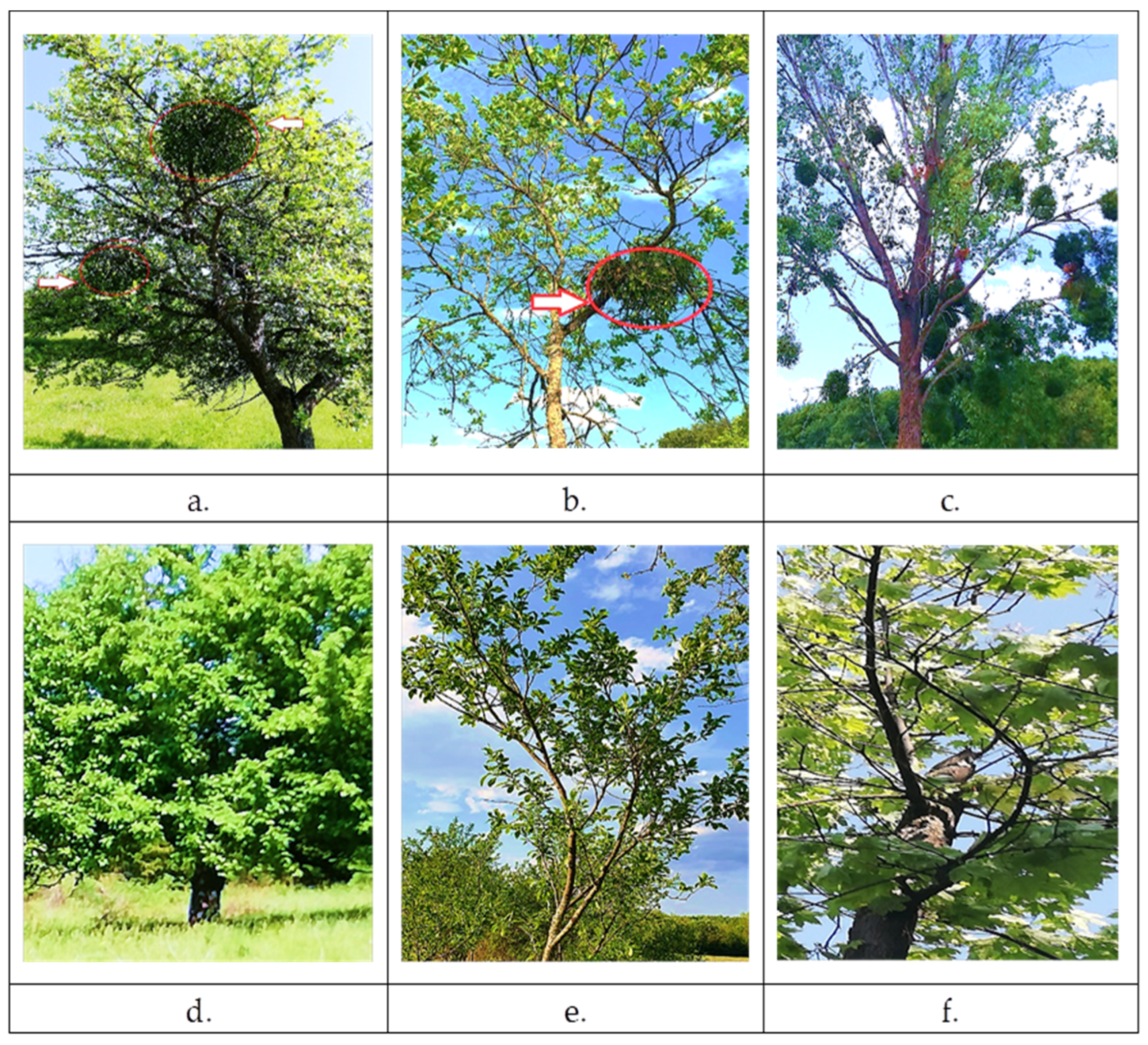 Plants 11 03021 g001 Plants 11 03021 g001