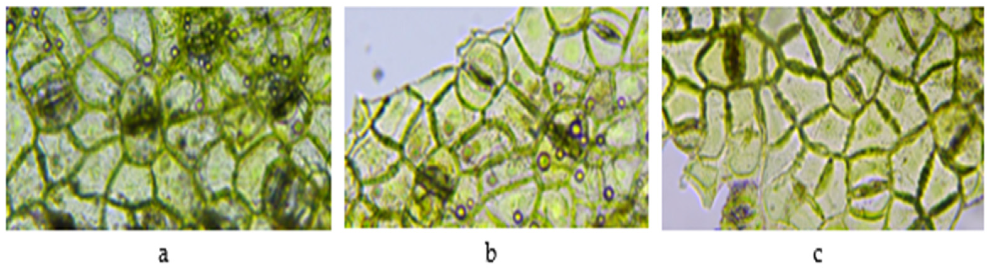 Plants 11 03021 g003 Plants 11 03021 g003