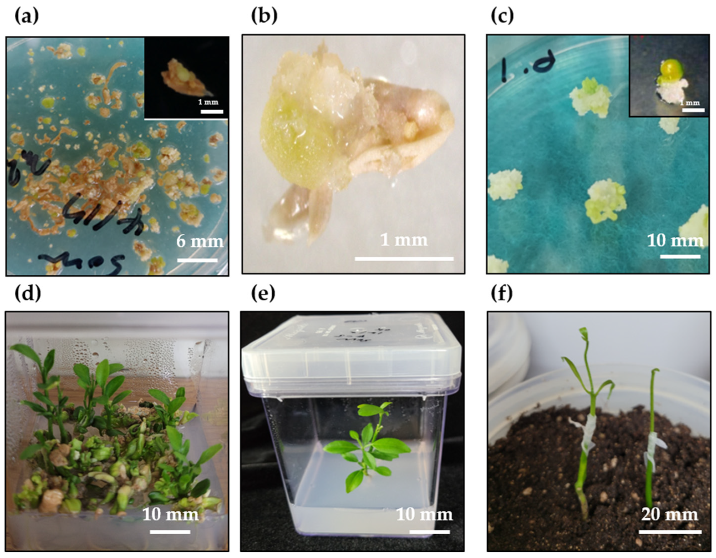 Plants 11 03022 g001 Plants 11 03022 g001