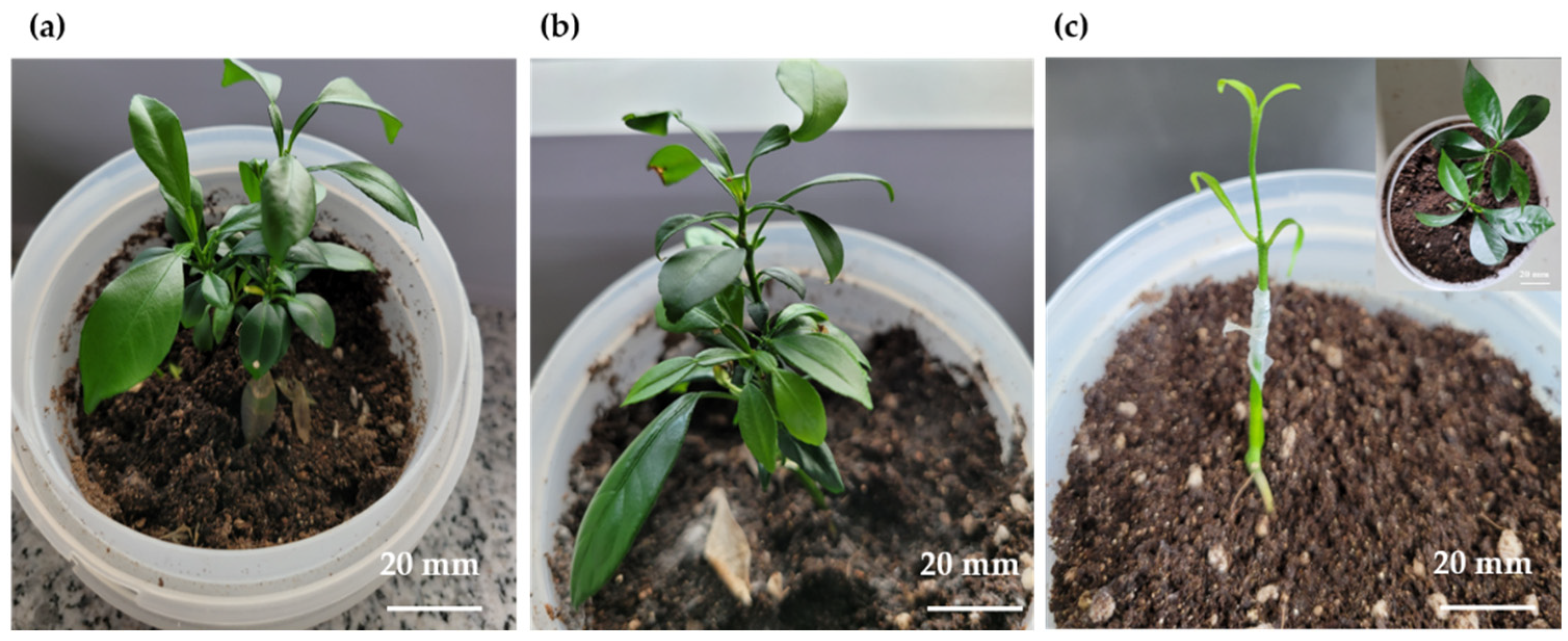 Plants 11 03022 g005 Plants 11 03022 g005