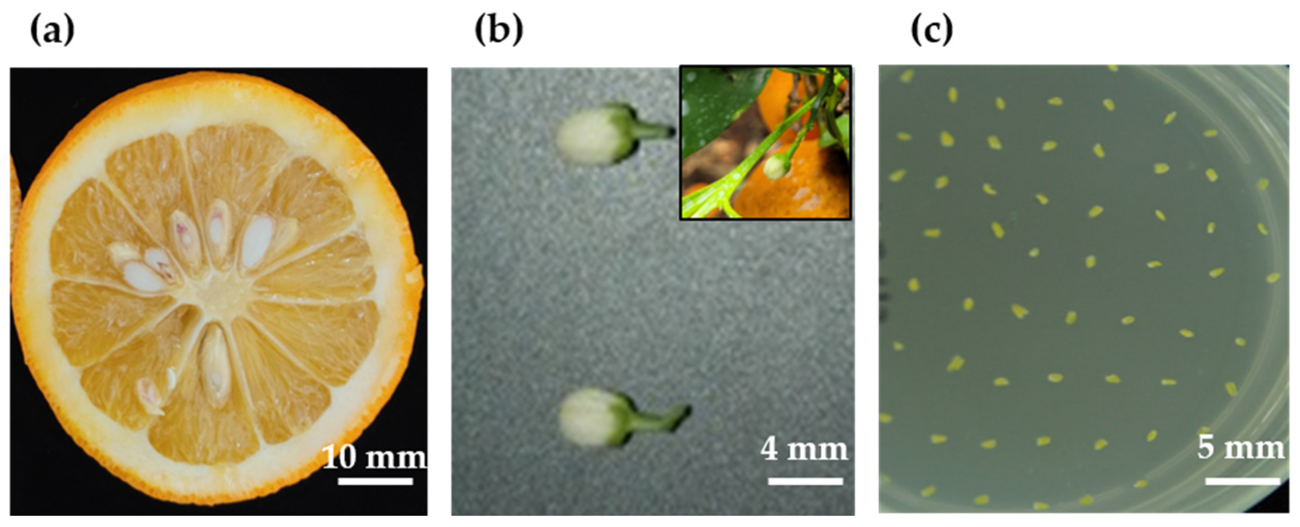 Plants 11 03022 g009 Plants 11 03022 g009