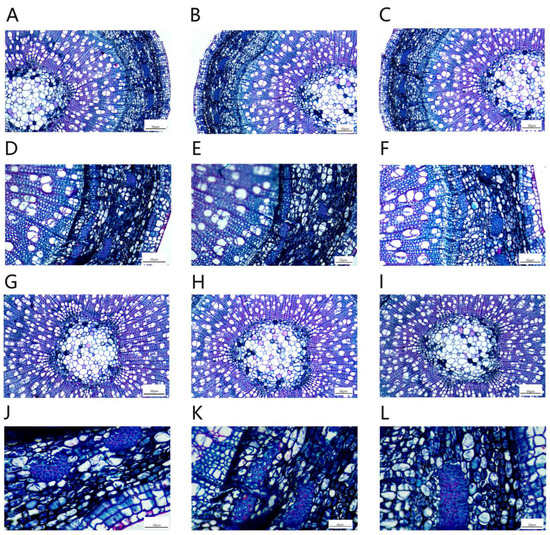 Effects of NaCl Stress on the Growth, Physiological Characteristics and ...