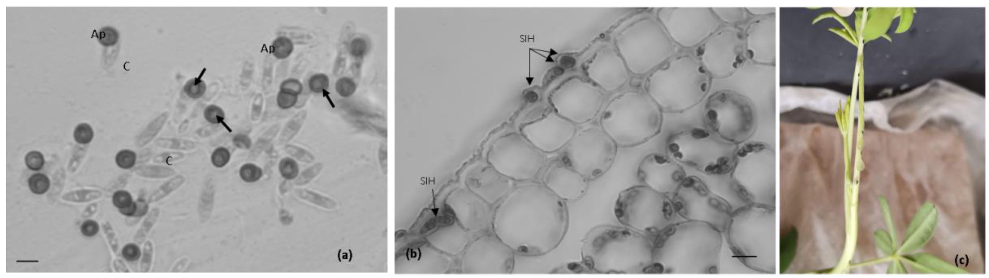 Plants 11 03028 g001 Plants 11 03028 g001