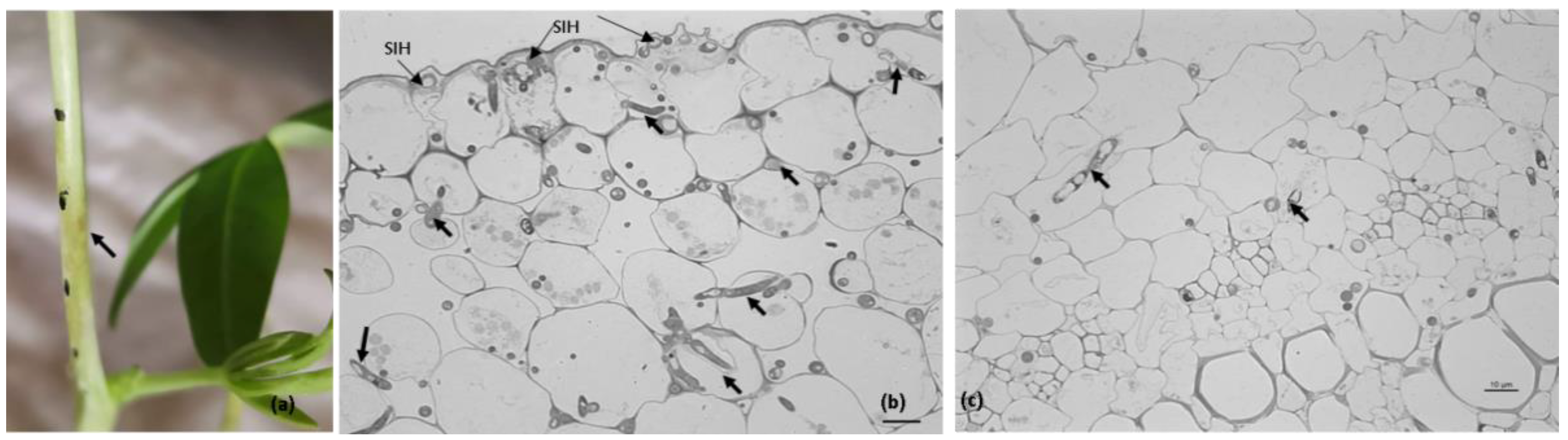 Plants 11 03028 g002 Plants 11 03028 g002