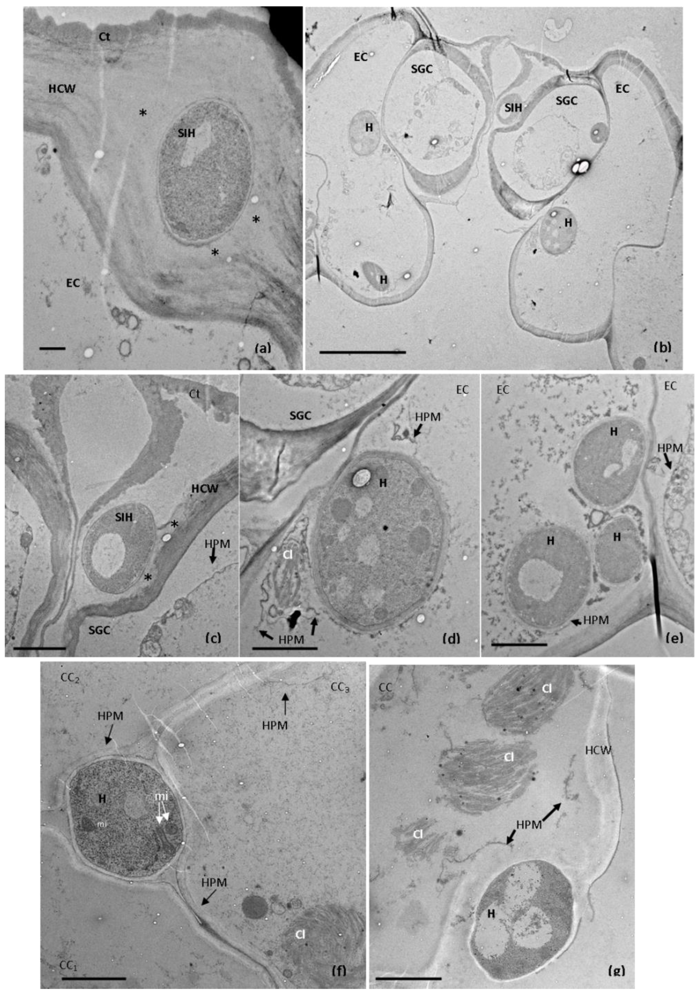 Plants 11 03028 g003 Plants 11 03028 g003