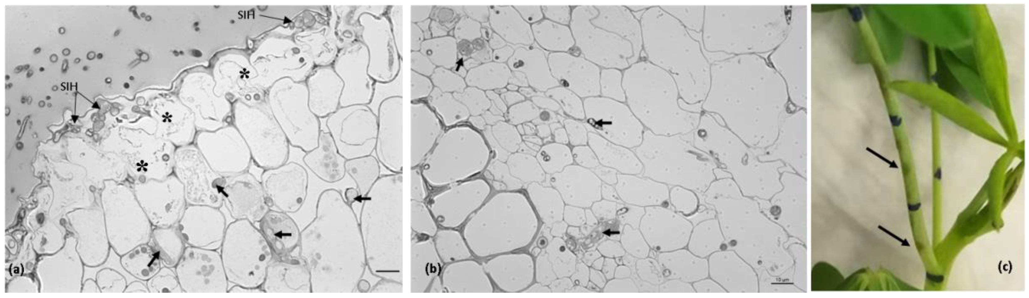 Plants 11 03028 g004 Plants 11 03028 g004