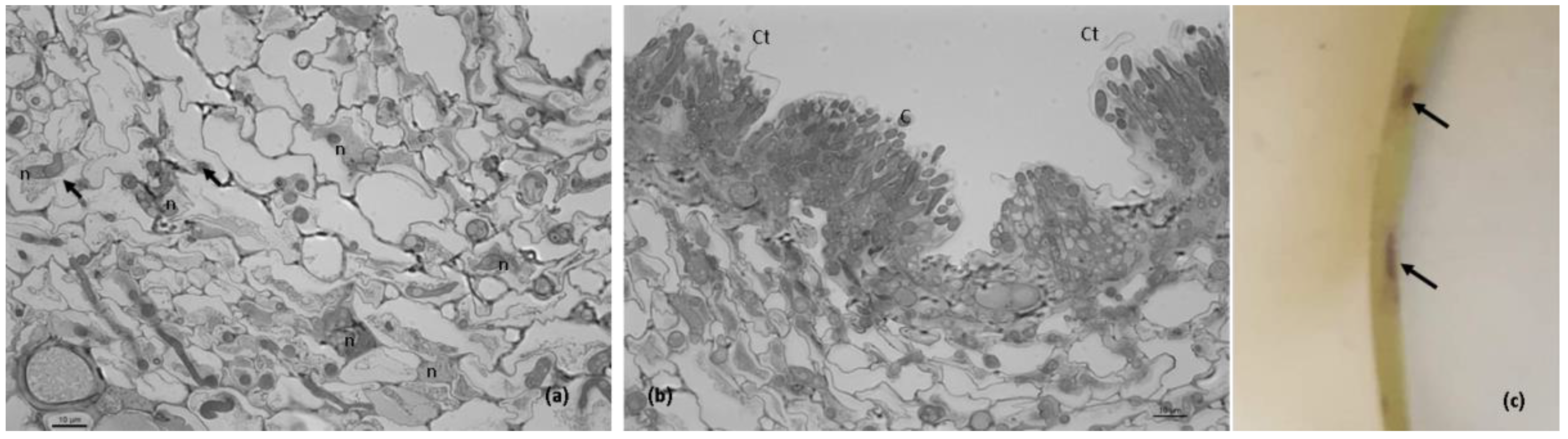 Plants 11 03028 g005 Plants 11 03028 g005