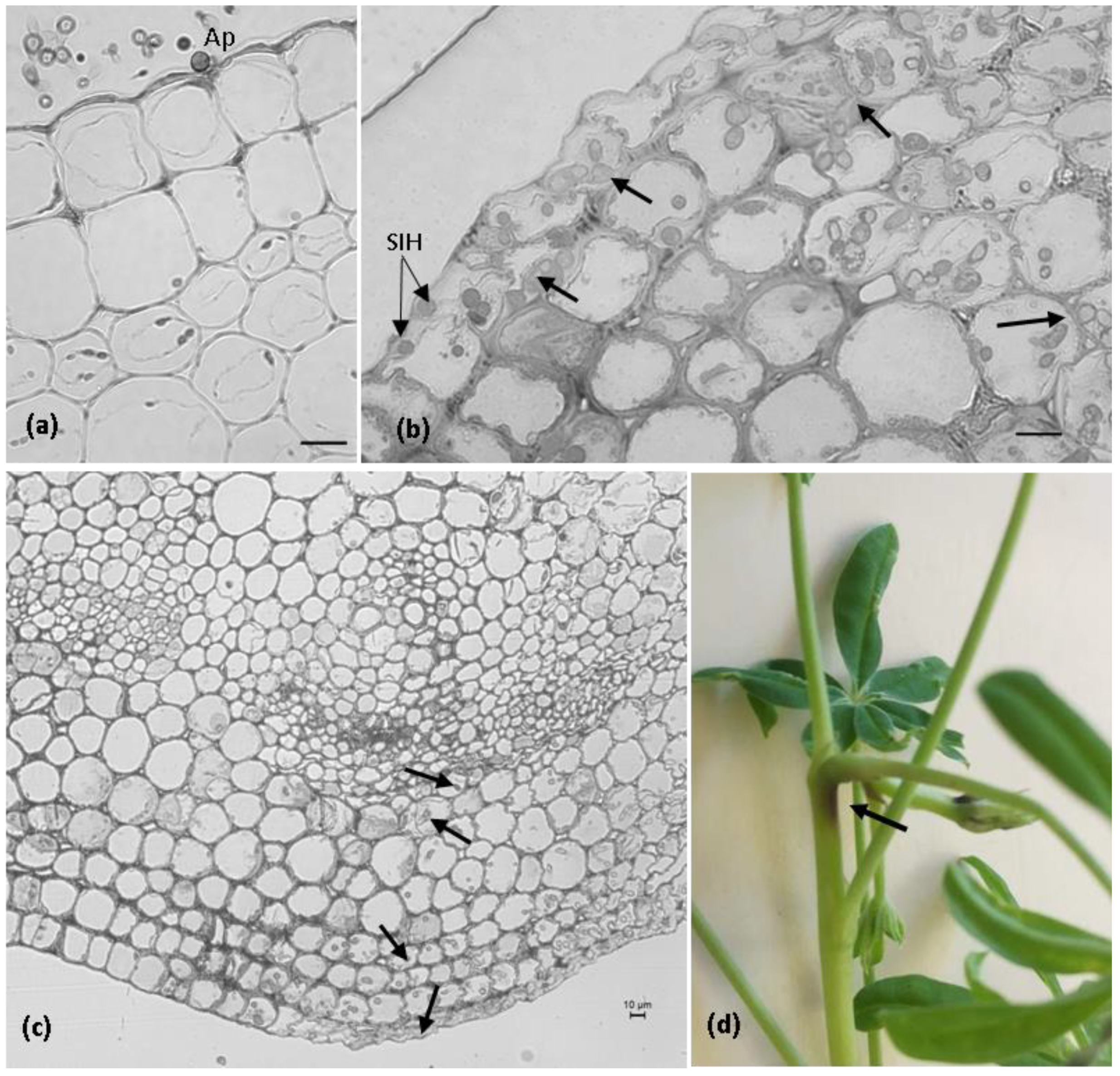 Plants 11 03028 g006 Plants 11 03028 g006