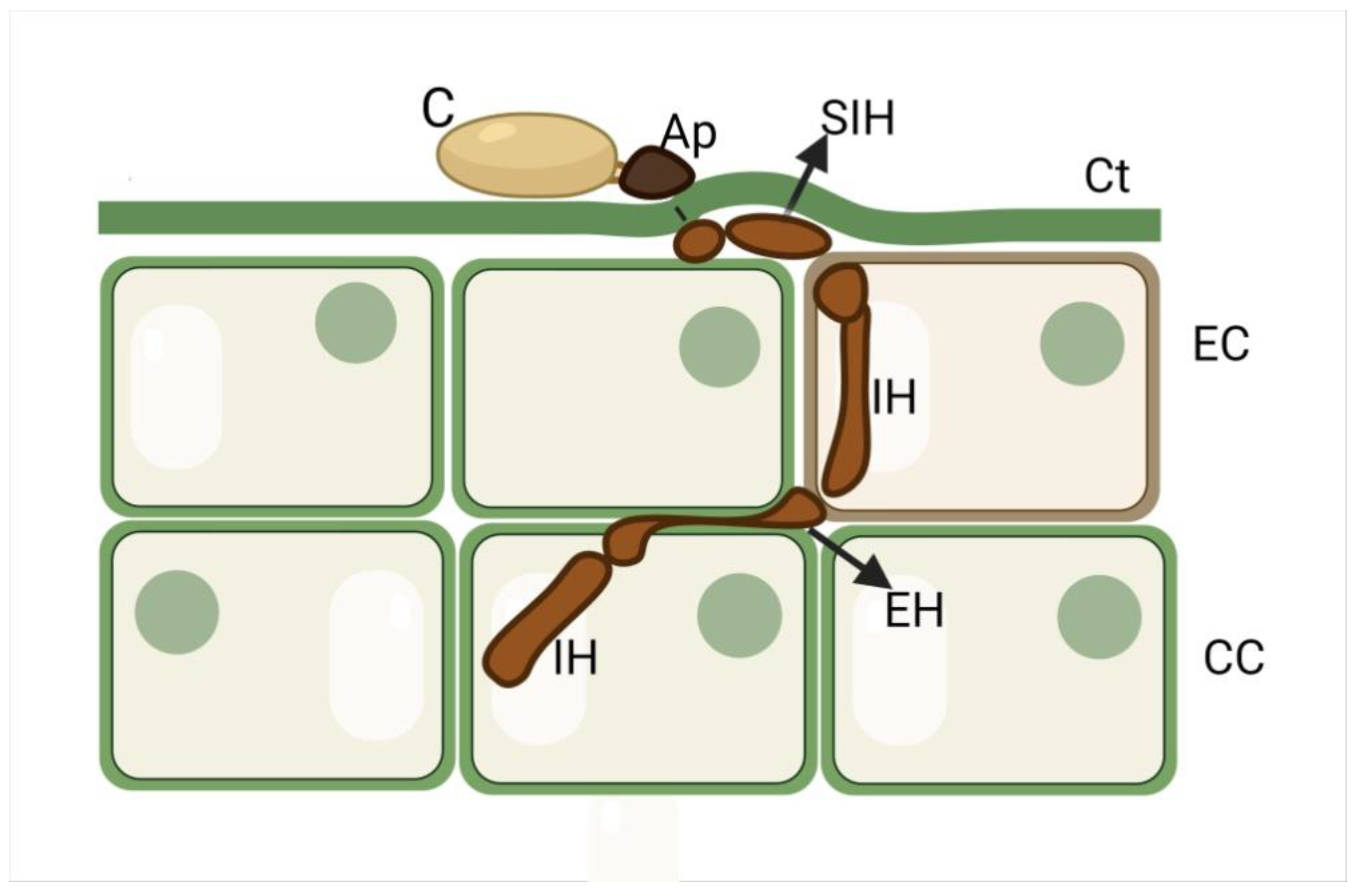 Plants 11 03028 g007 Plants 11 03028 g007
