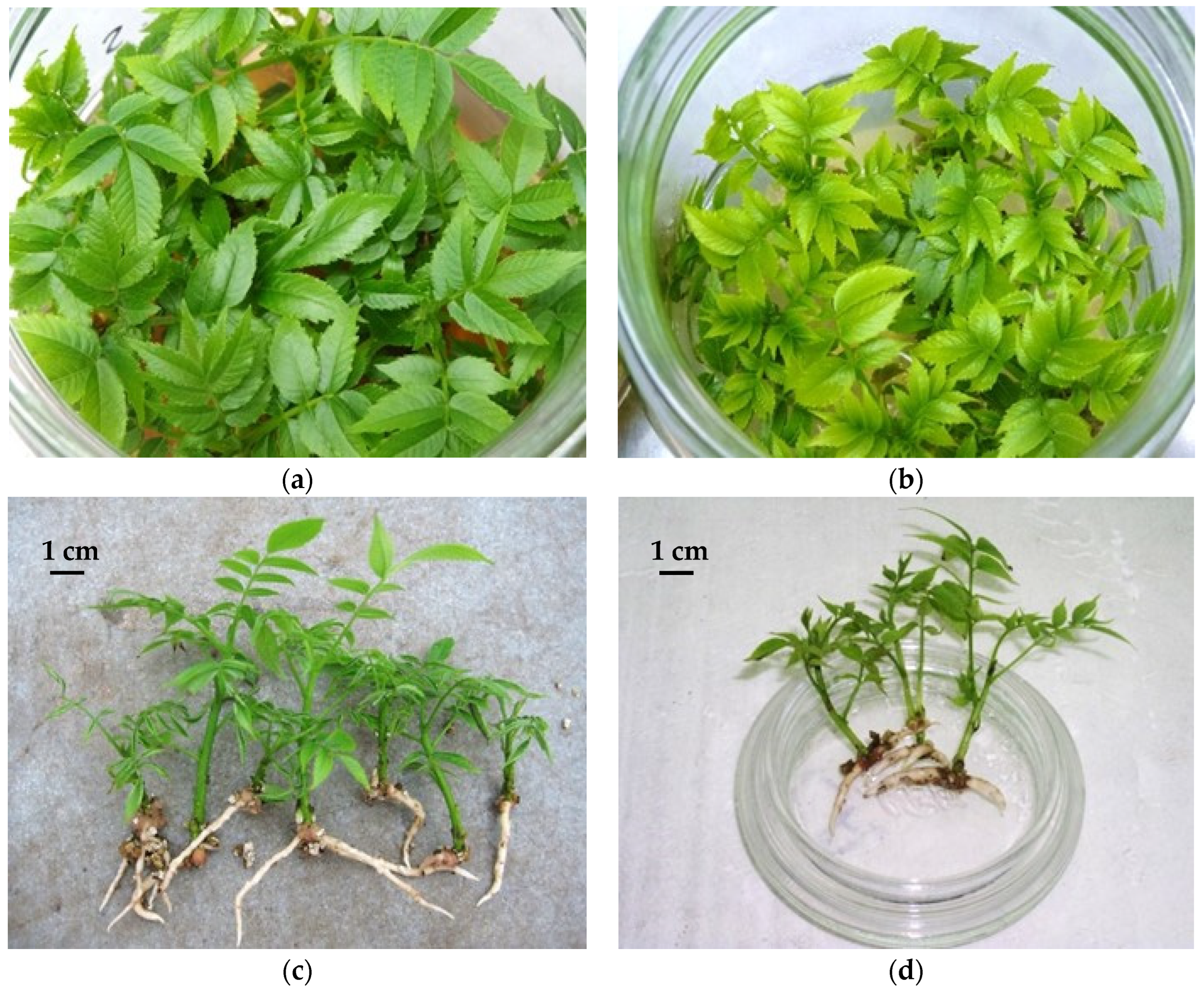 Plants 11 03040 g001